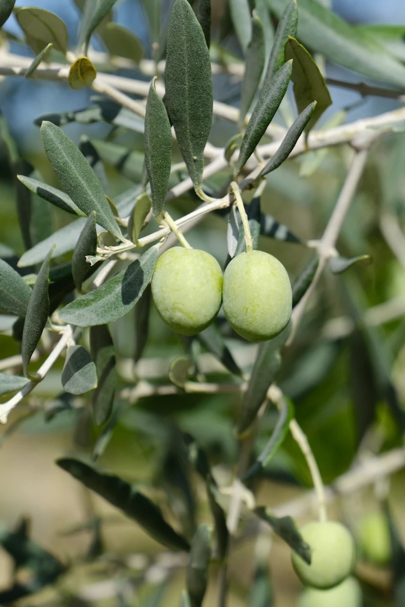 Two green olives hanging from a branch