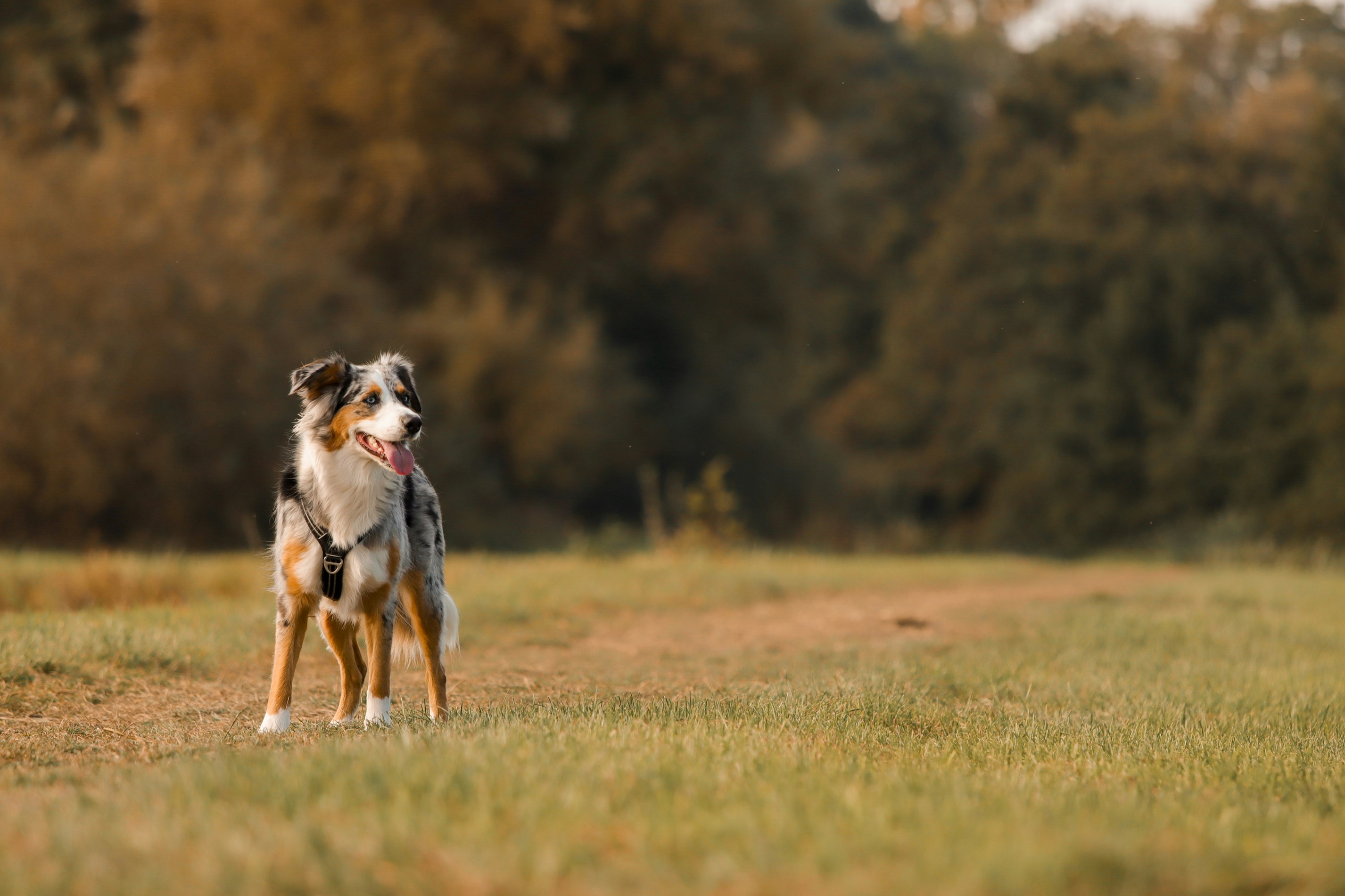 A wolf-dog hybrid in a natural setting