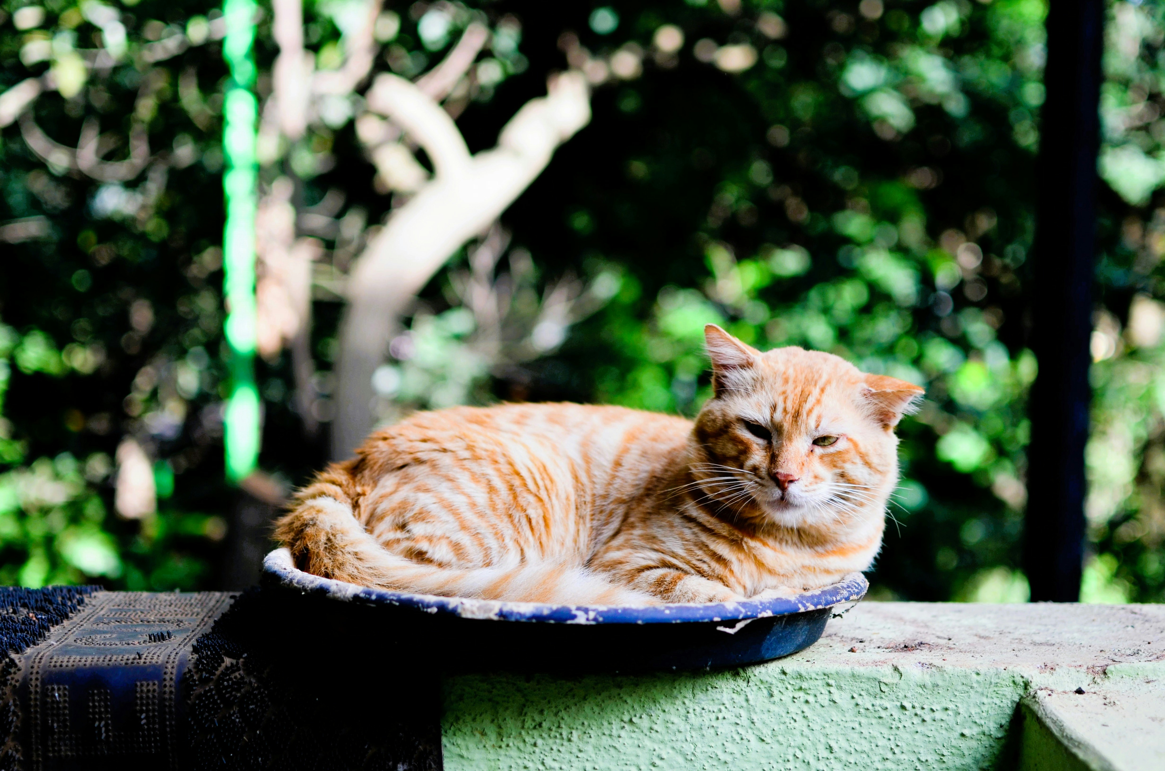 Ginger cat resting in a shallow dish outdoors.
