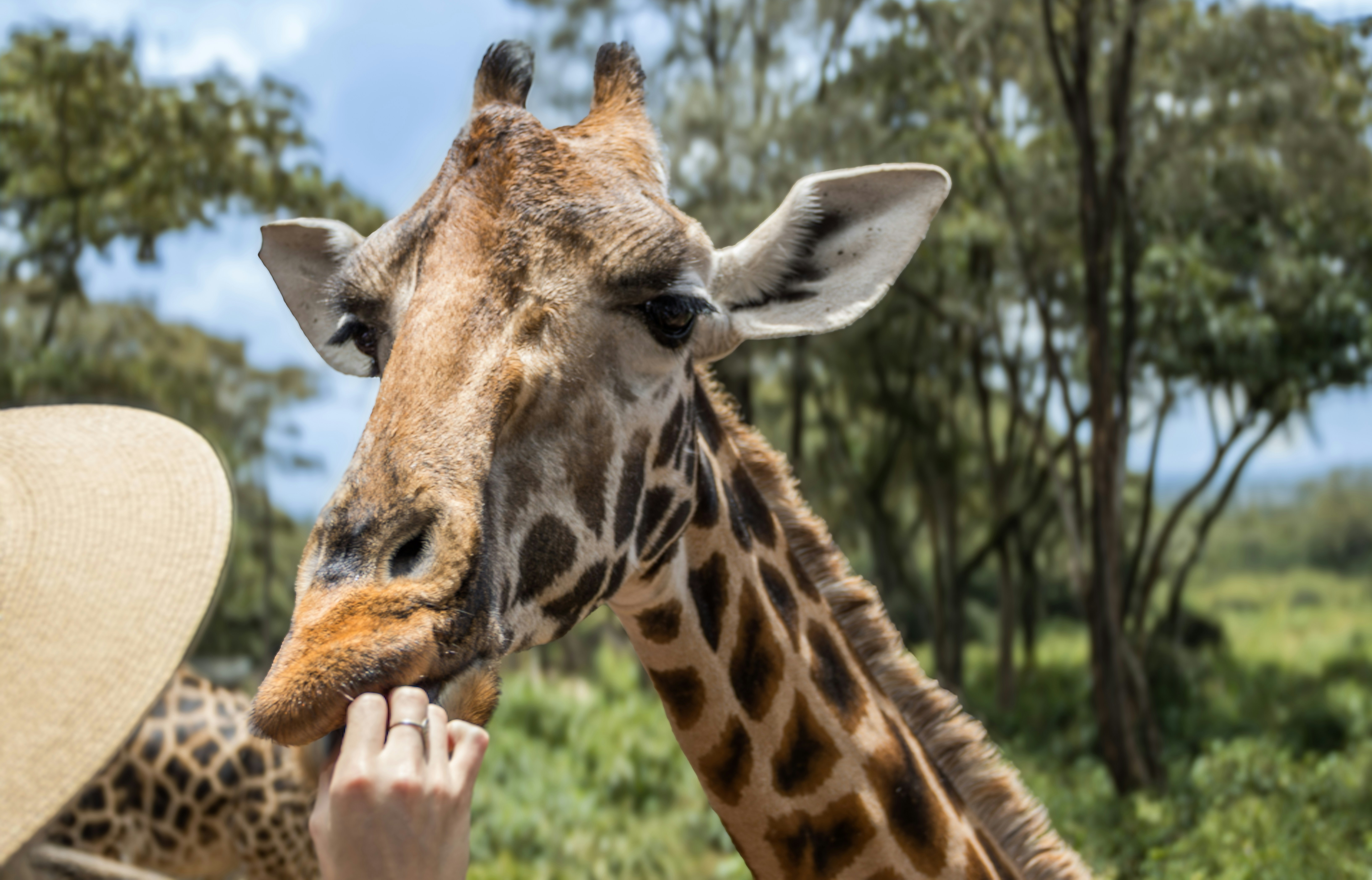 Feeding giraffe
