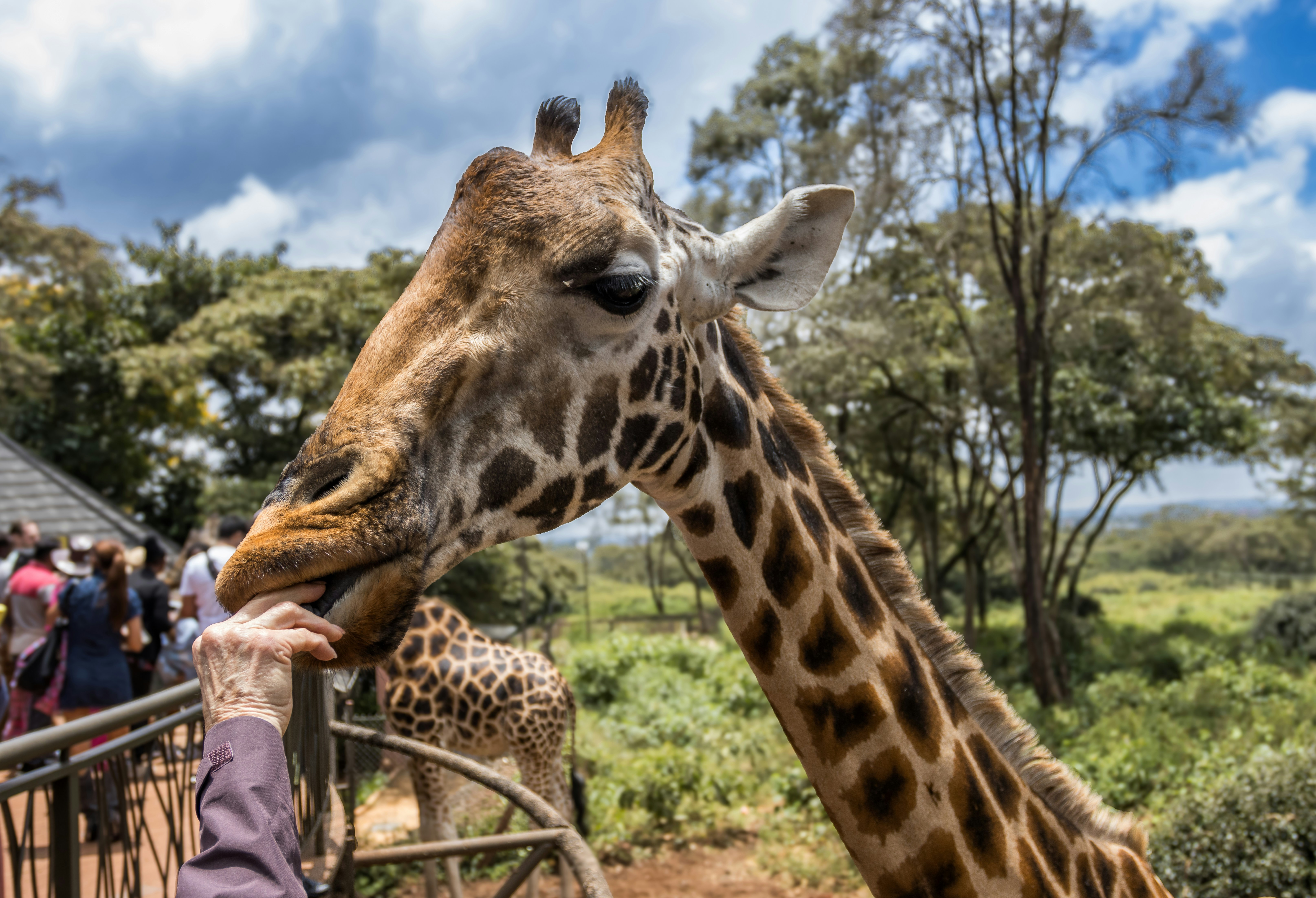 Feeding Giraffes at the Giraffe Centre