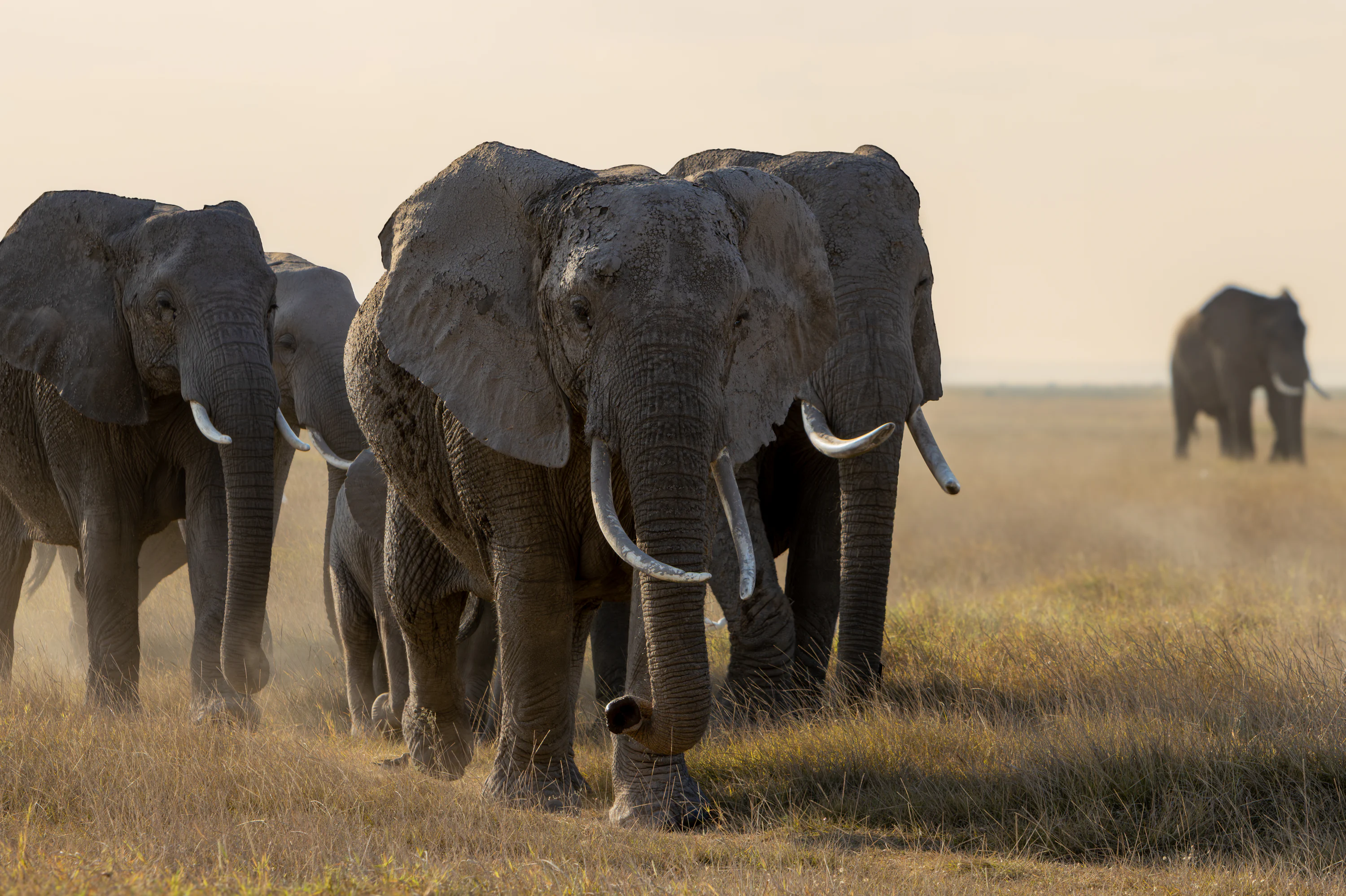 tarangire-safari-october.jpg A herd of elephants walking across a dry grassy plain. photo – Free Wildlife Image on Unsplash