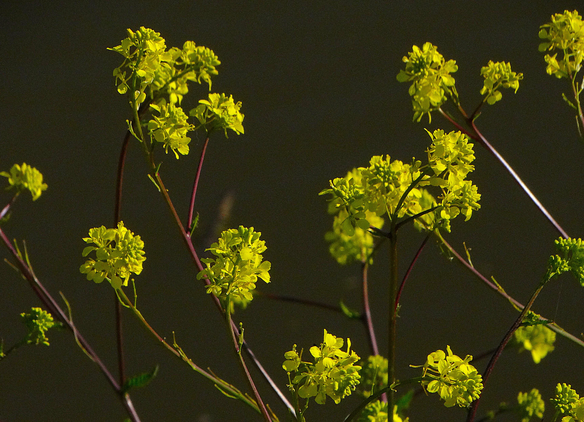 Yellow flowers bloom against a dark background.