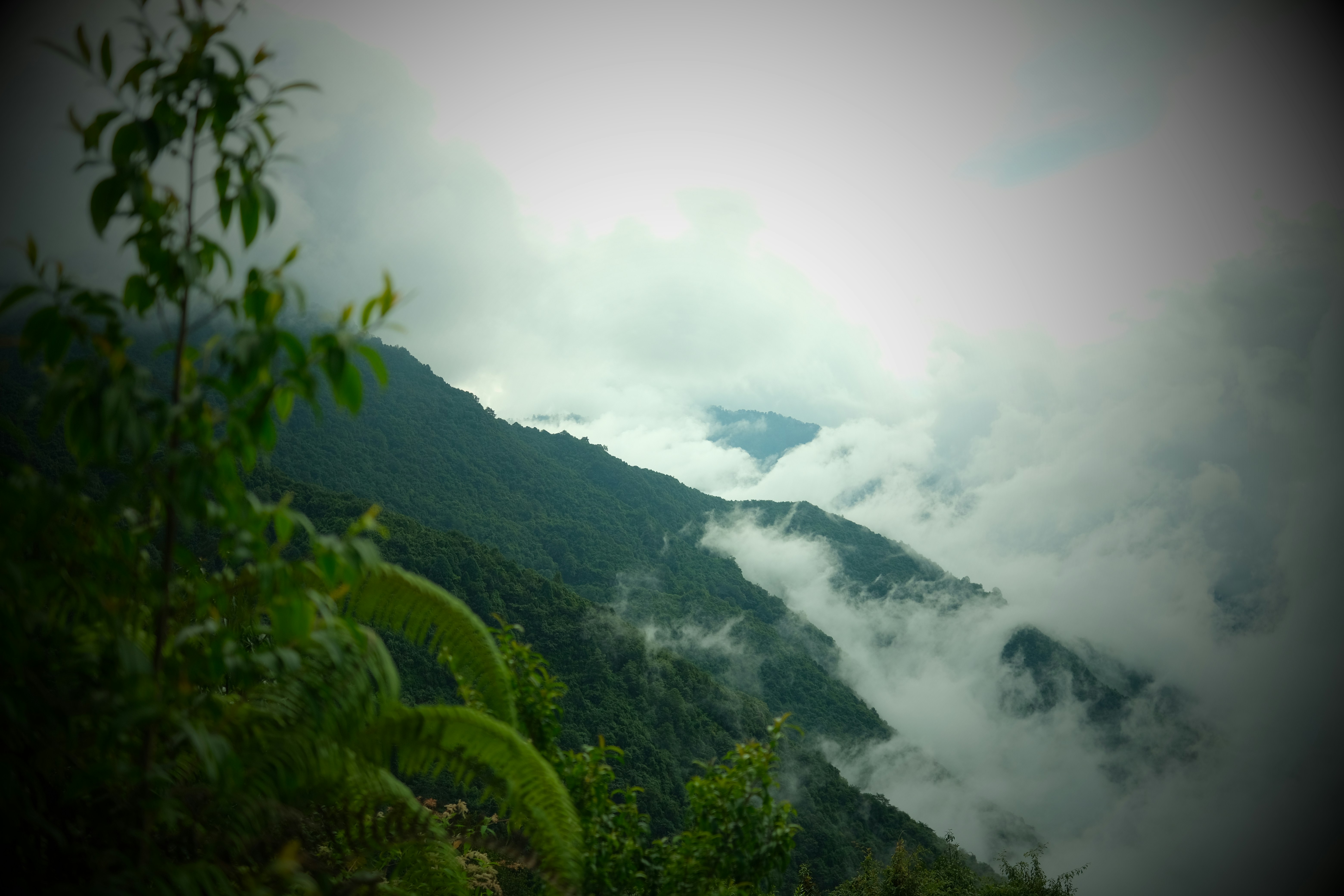 Misty mountains covered in lush green forest