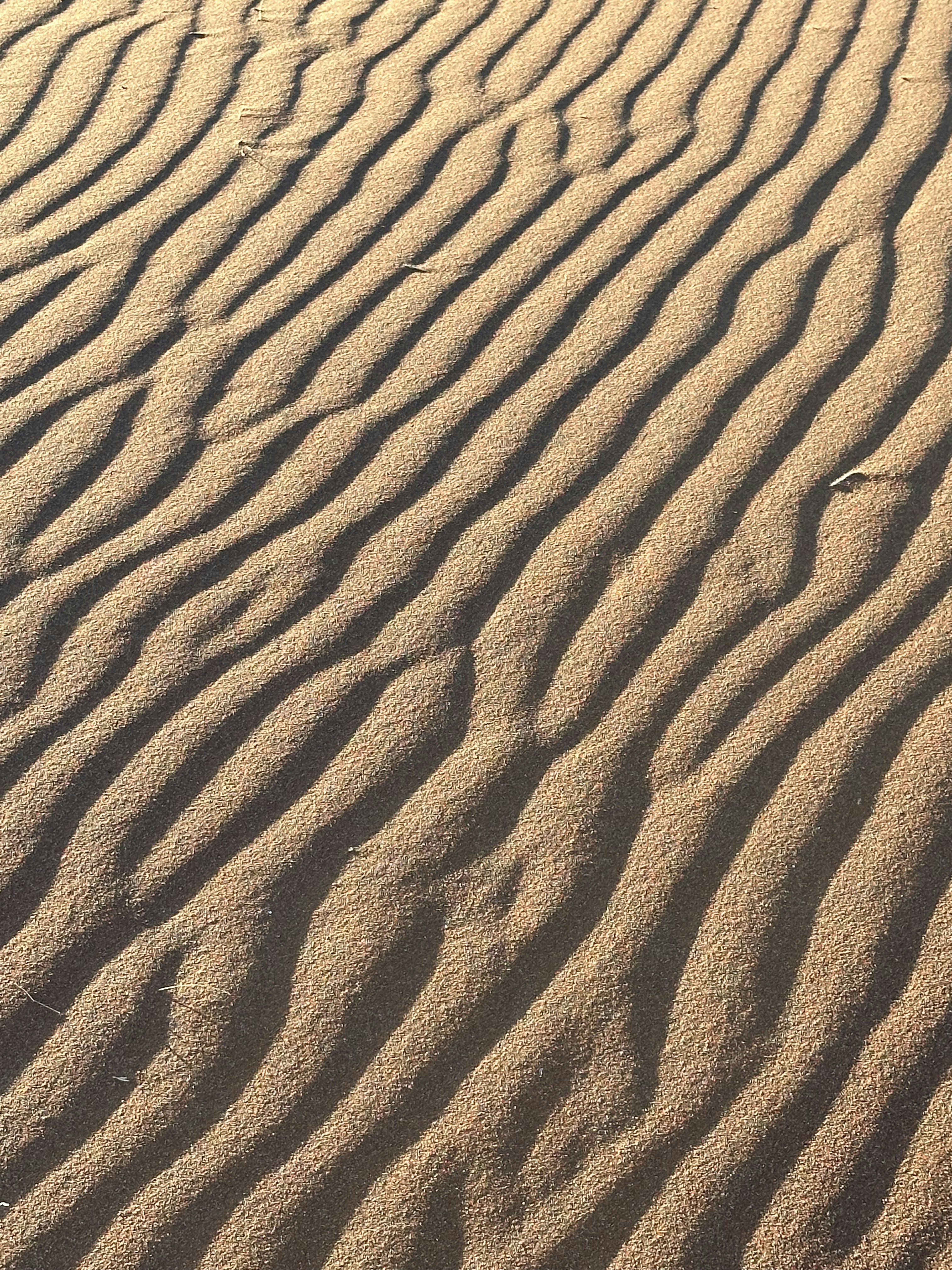 Ripples of sand dunes under sunlight