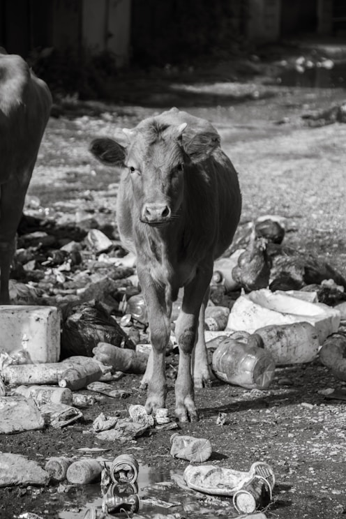 A young cow stands amidst scattered trash and debris.