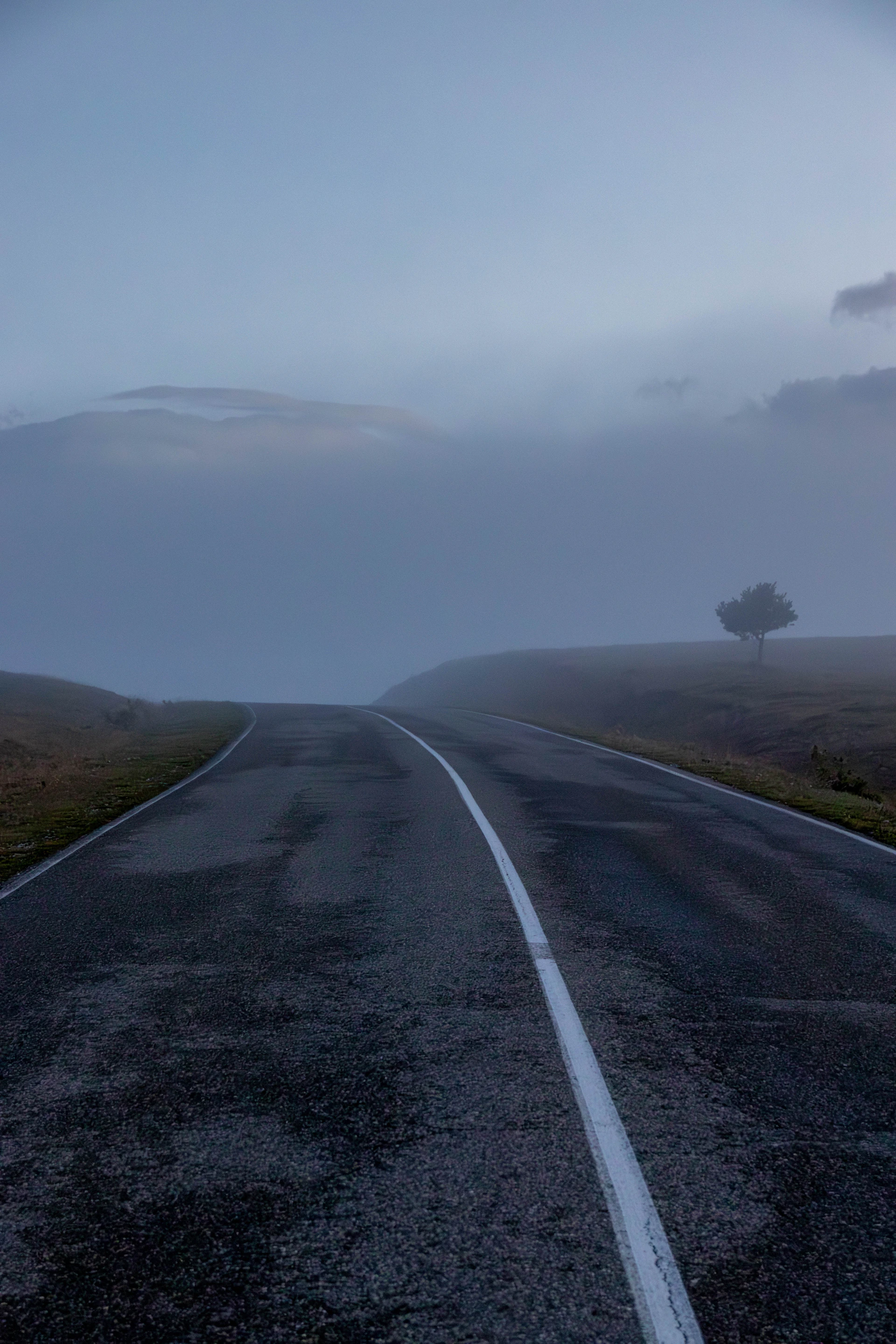 A lonely tree stands beside a foggy road.