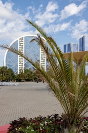 Palm frond in foreground with modern building behind