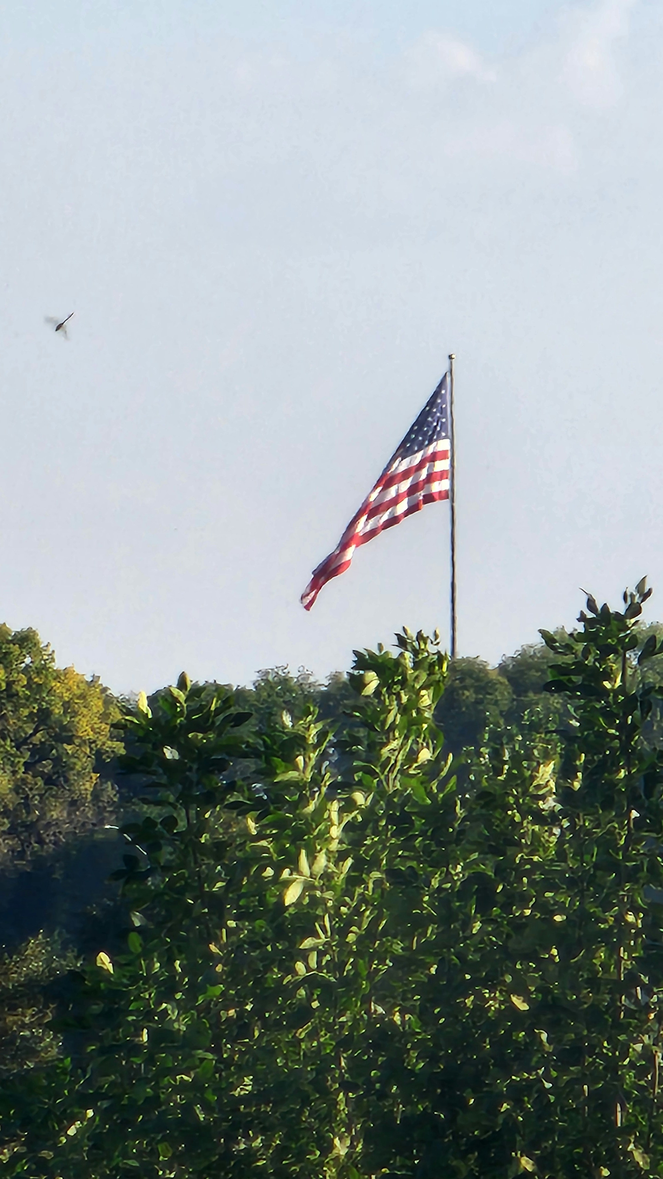 American flag flying against a clear sky with trees.