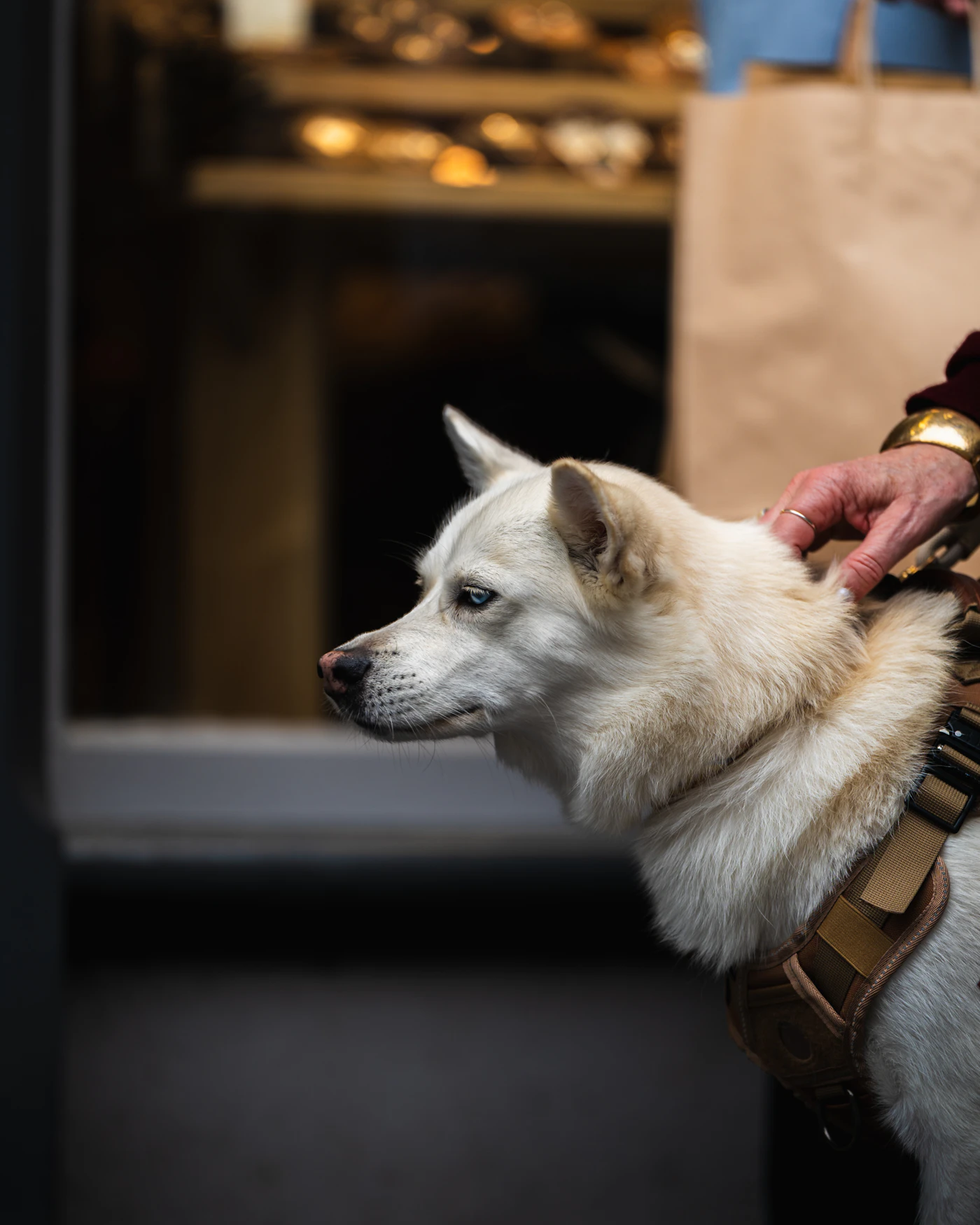 A focused husky in a fitted working harness, ready to do its trained job