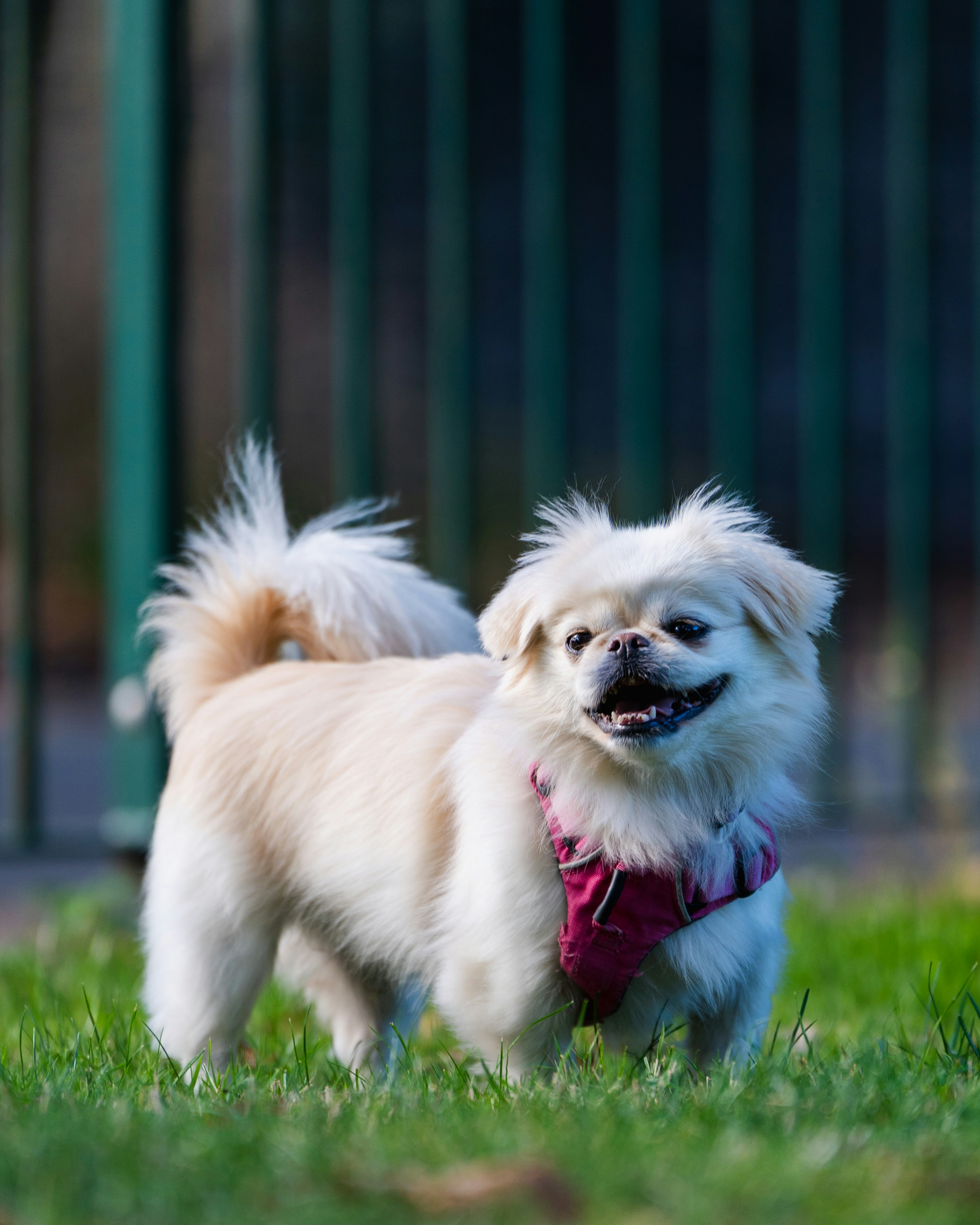 A fluffy white dog wearing a pink harness