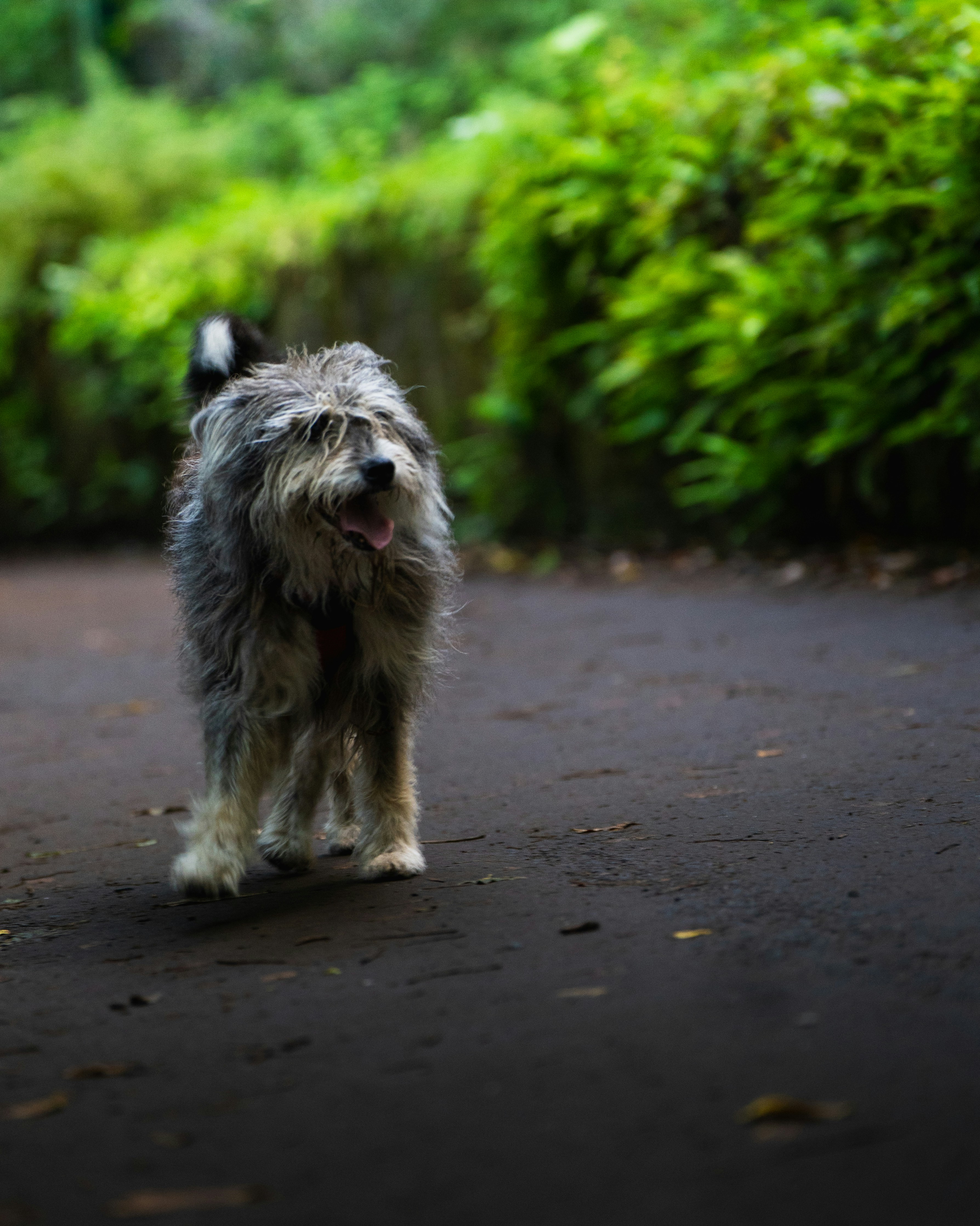A shaggy dog walks on a dirt path with greenery.