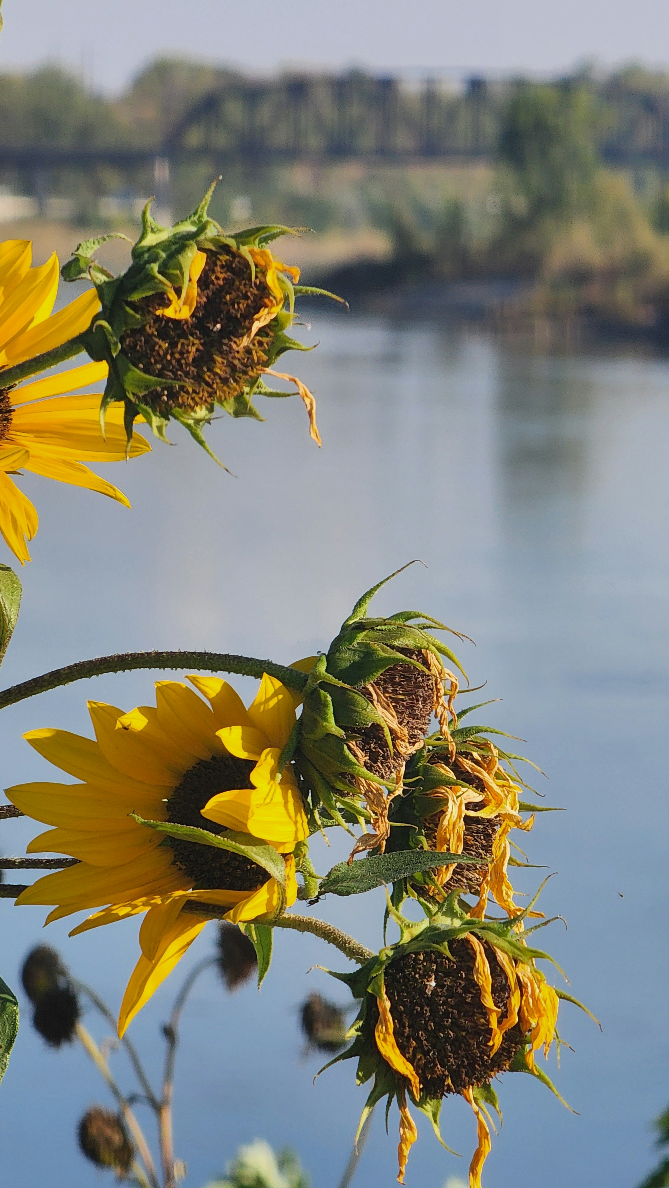 Sunflowers bloom by a calm river with a bridge