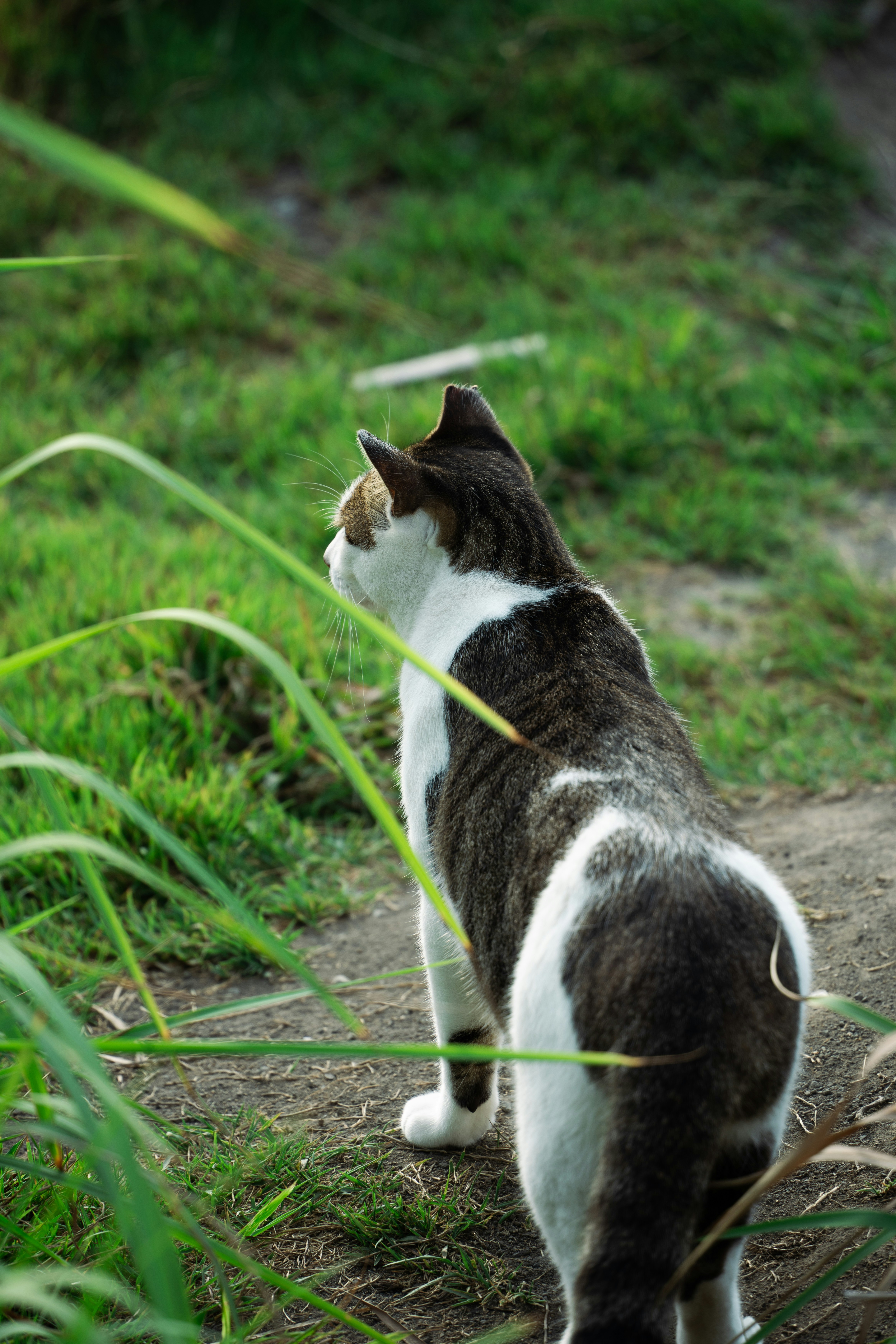 A tabby and white cat stands in grass.