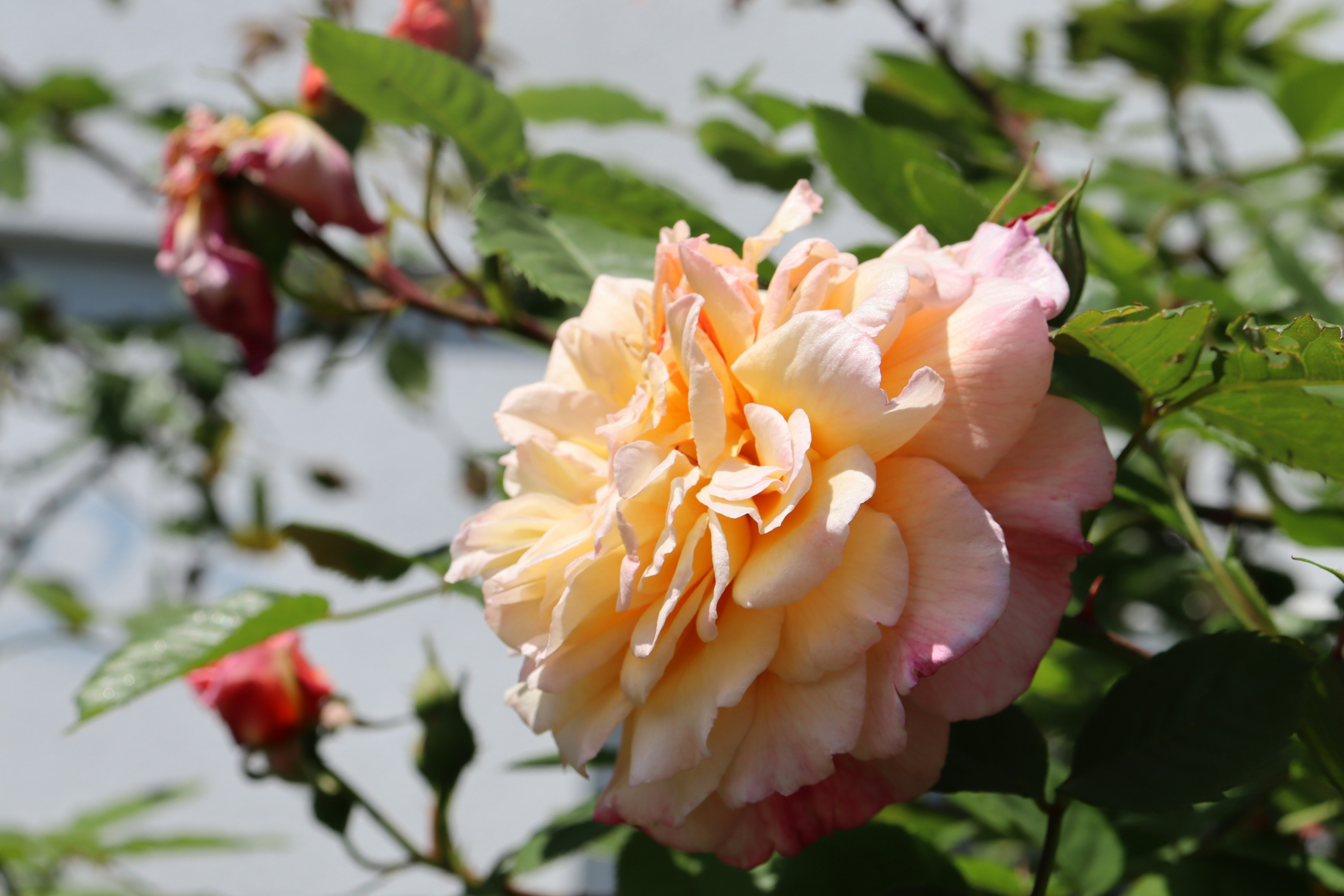 Photo by ninaricarda