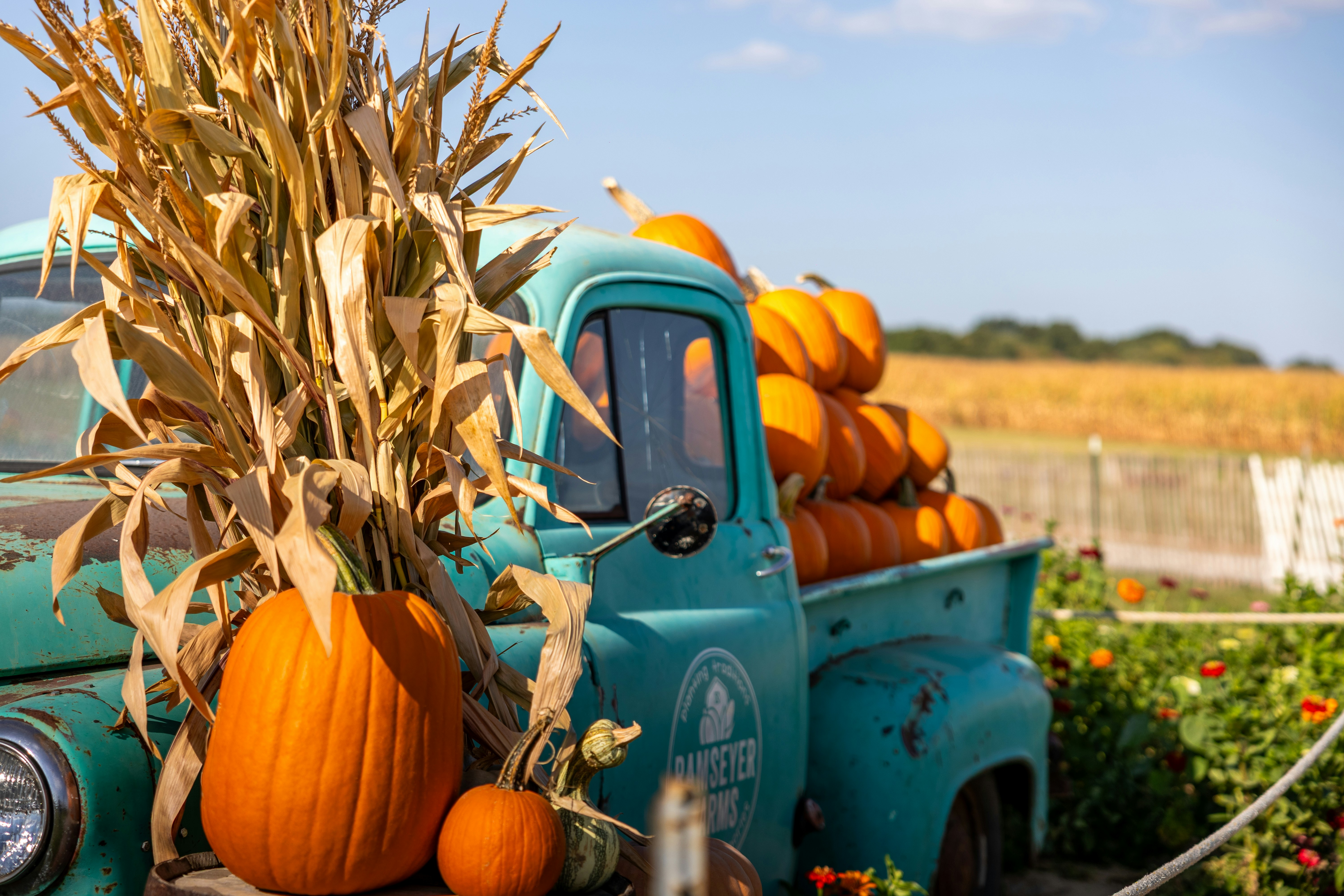 Turquoise vintage truck filled with pumpkins and corn stalks.