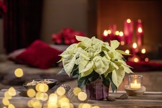 White poinsettia plant with glowing candles and festive decor.