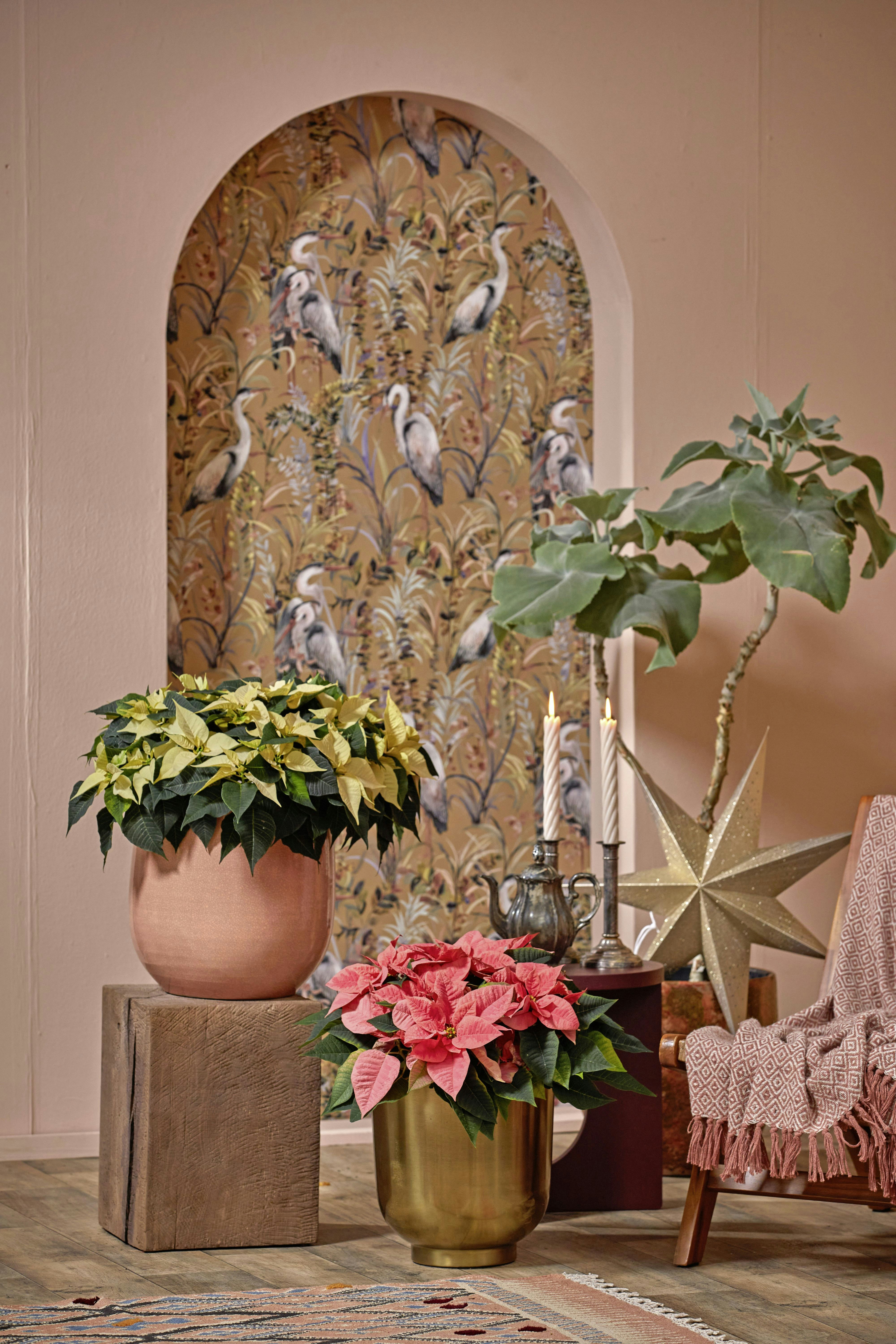 Photo by shaylabruins