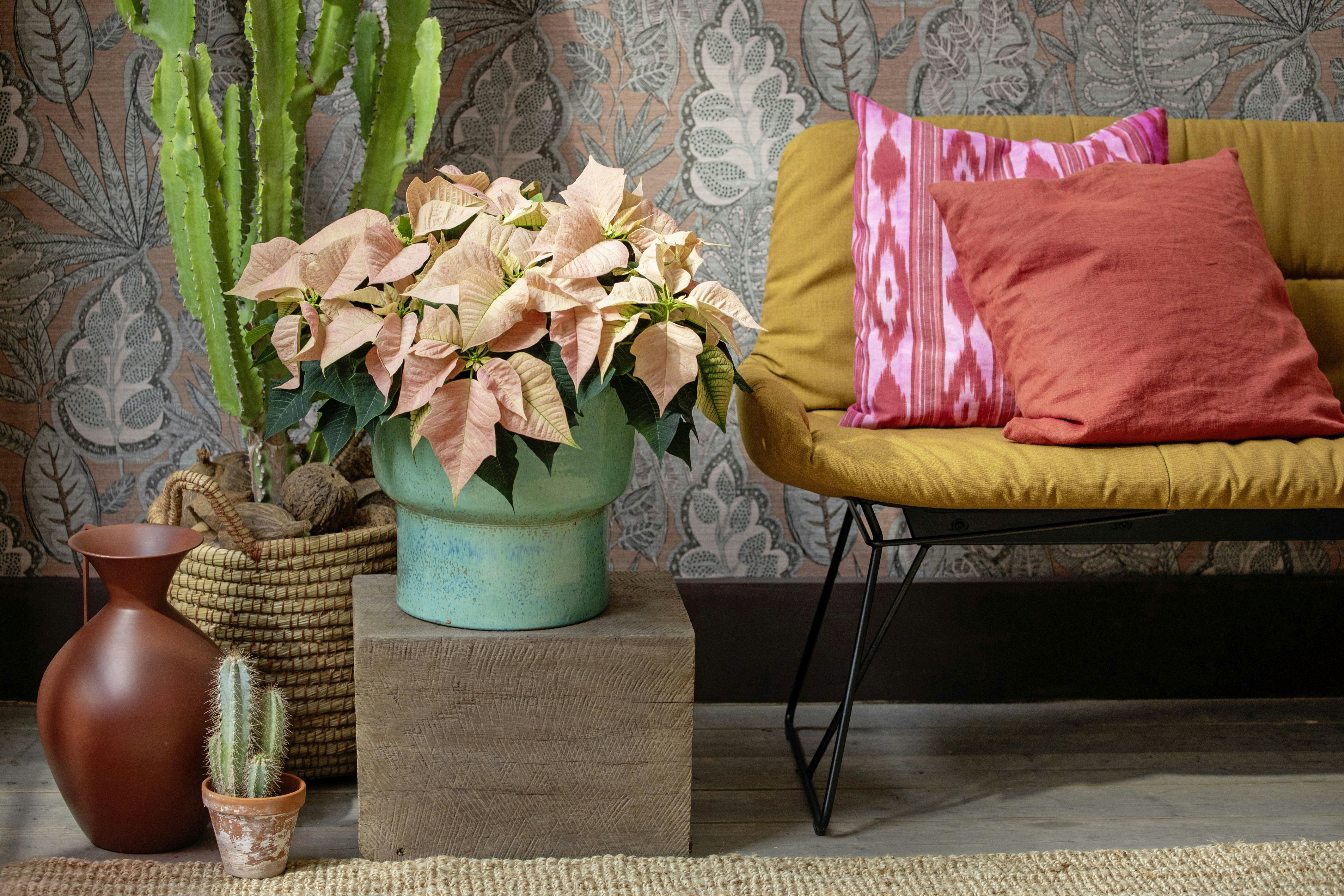 Poinsettias Christmas Stars