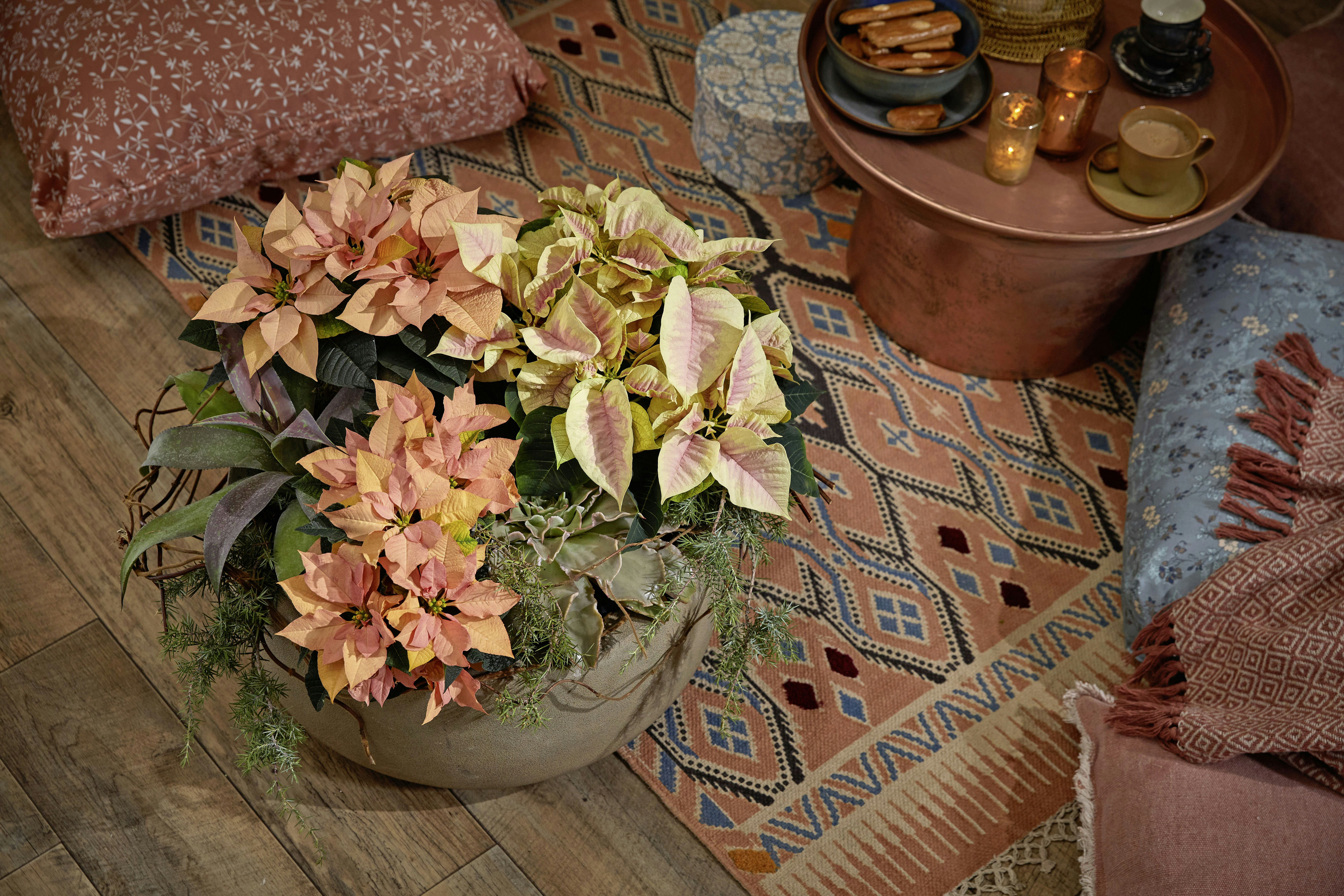 Topfpflanzen und dekorative Kissen auf einem gemusterten Teppich.