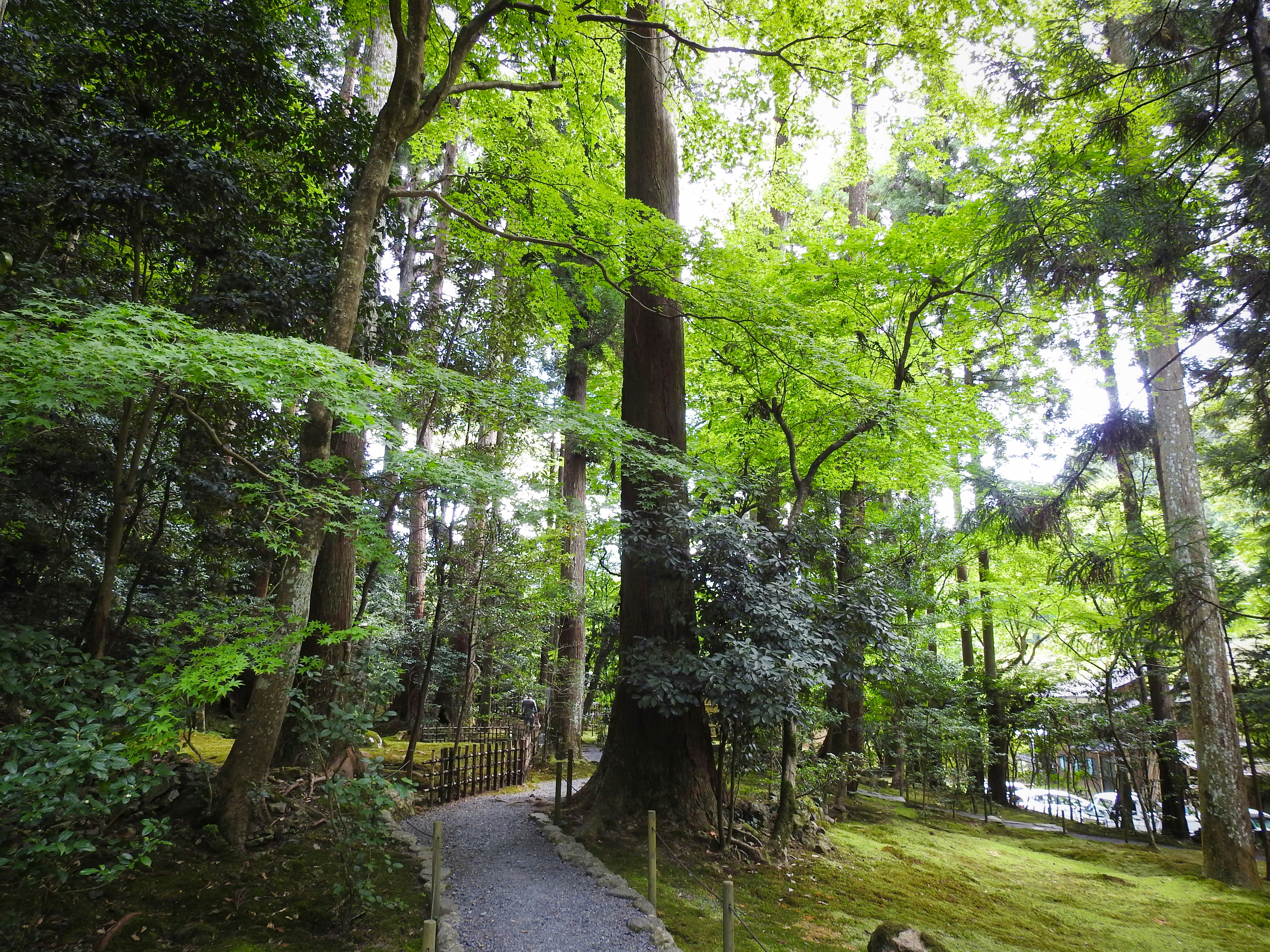 mindful travel Japanese forest