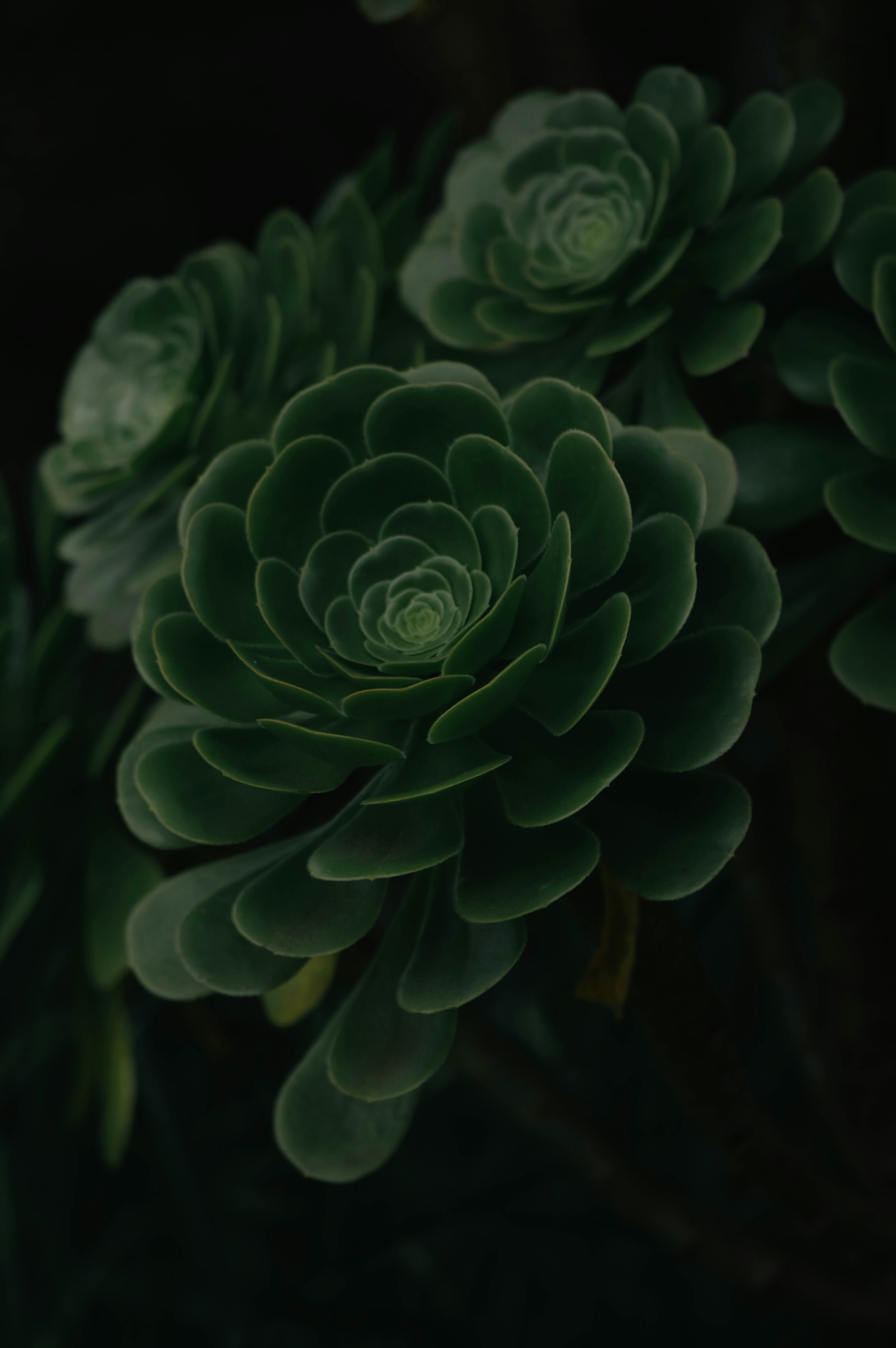 Photo by shreyansh_mishra