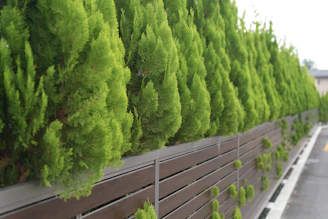 Neatly trimmed green trees line a modern fence.