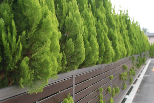 Neatly trimmed green trees line a modern fence.