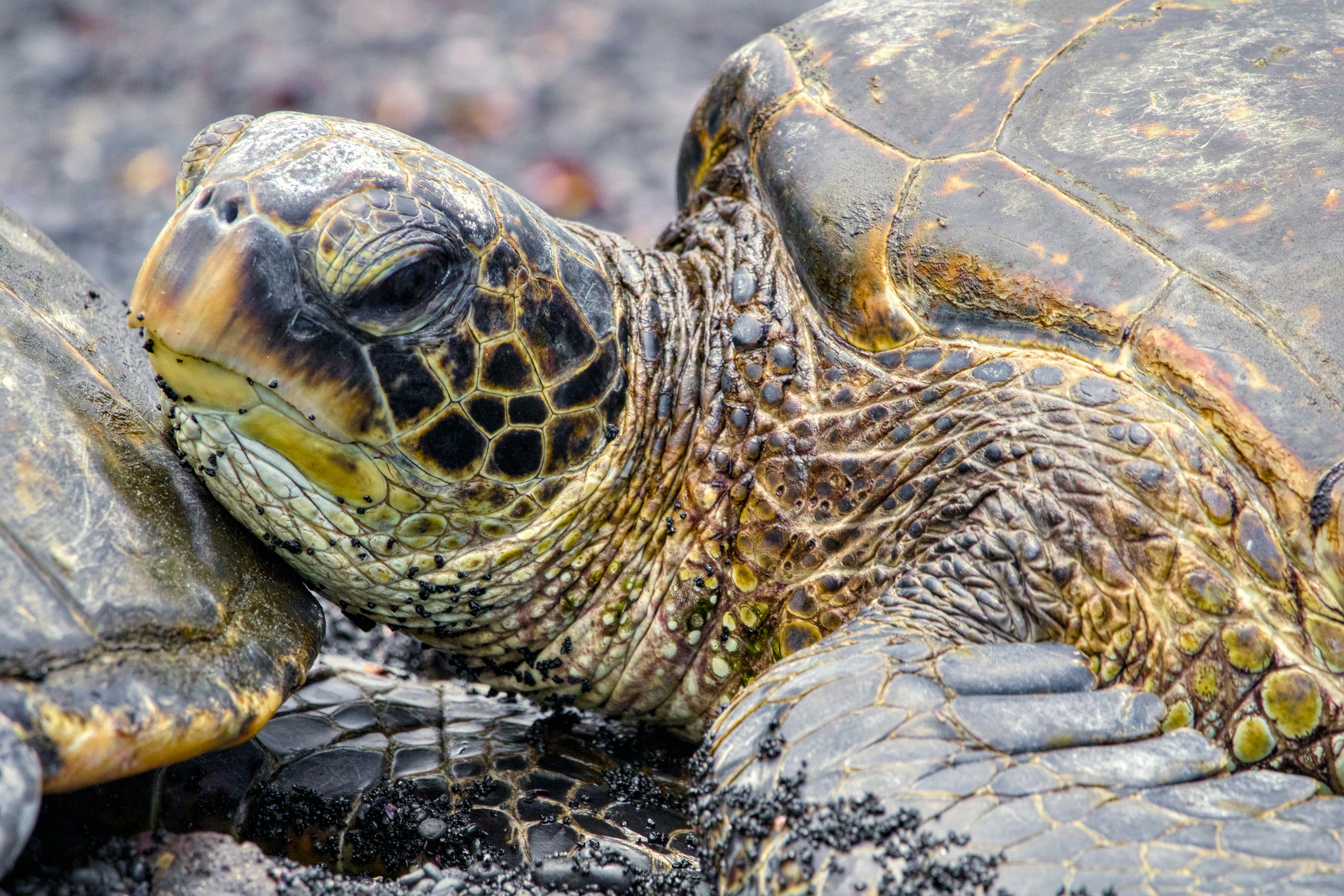 Duas tartarugas marinhas descansando em uma costa rochosa foto – Imagem  grátis sobre Praia na Unsplash, image size:3000x2000