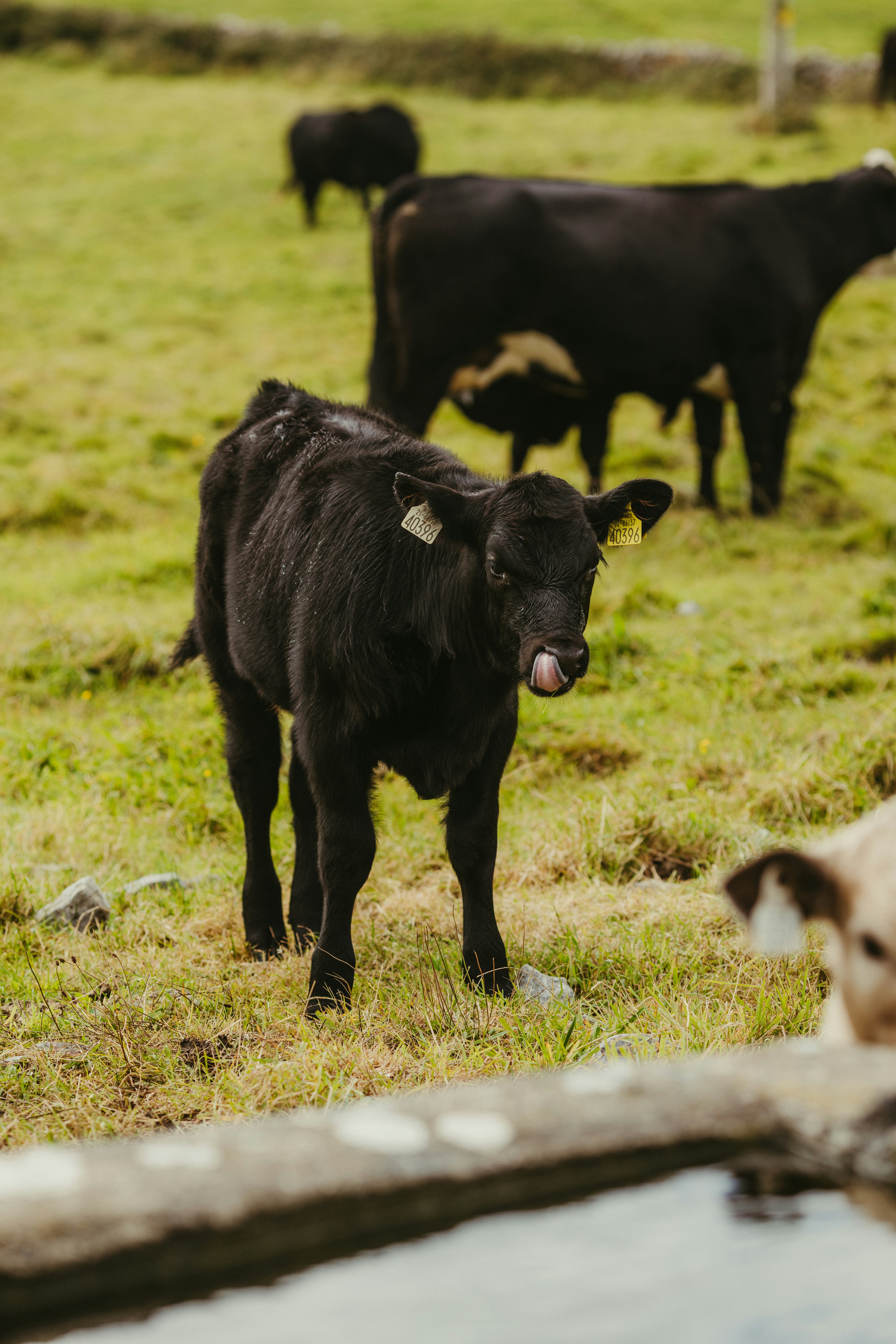 Photo by jonathanborba