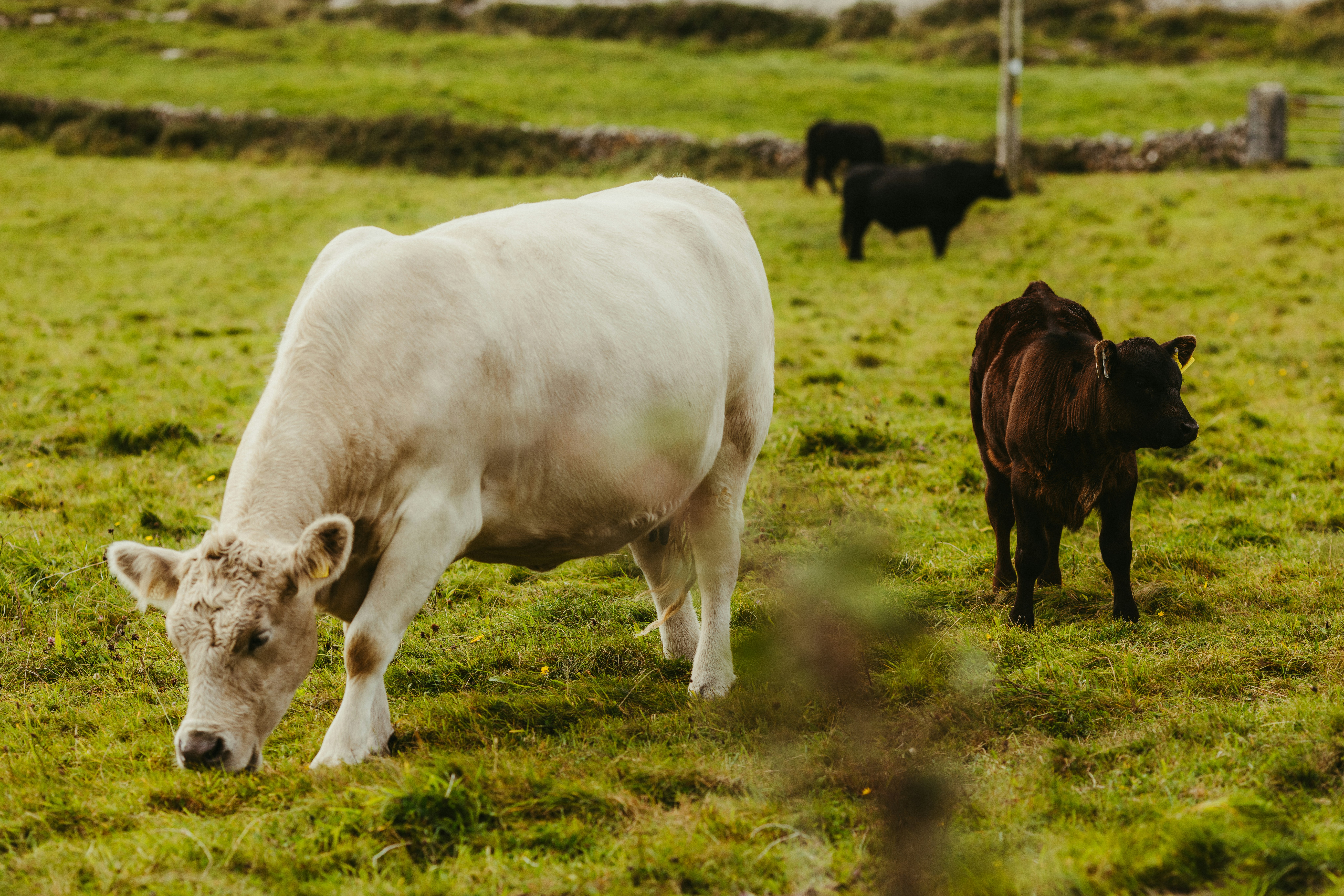 Cows grazing in a lush green field