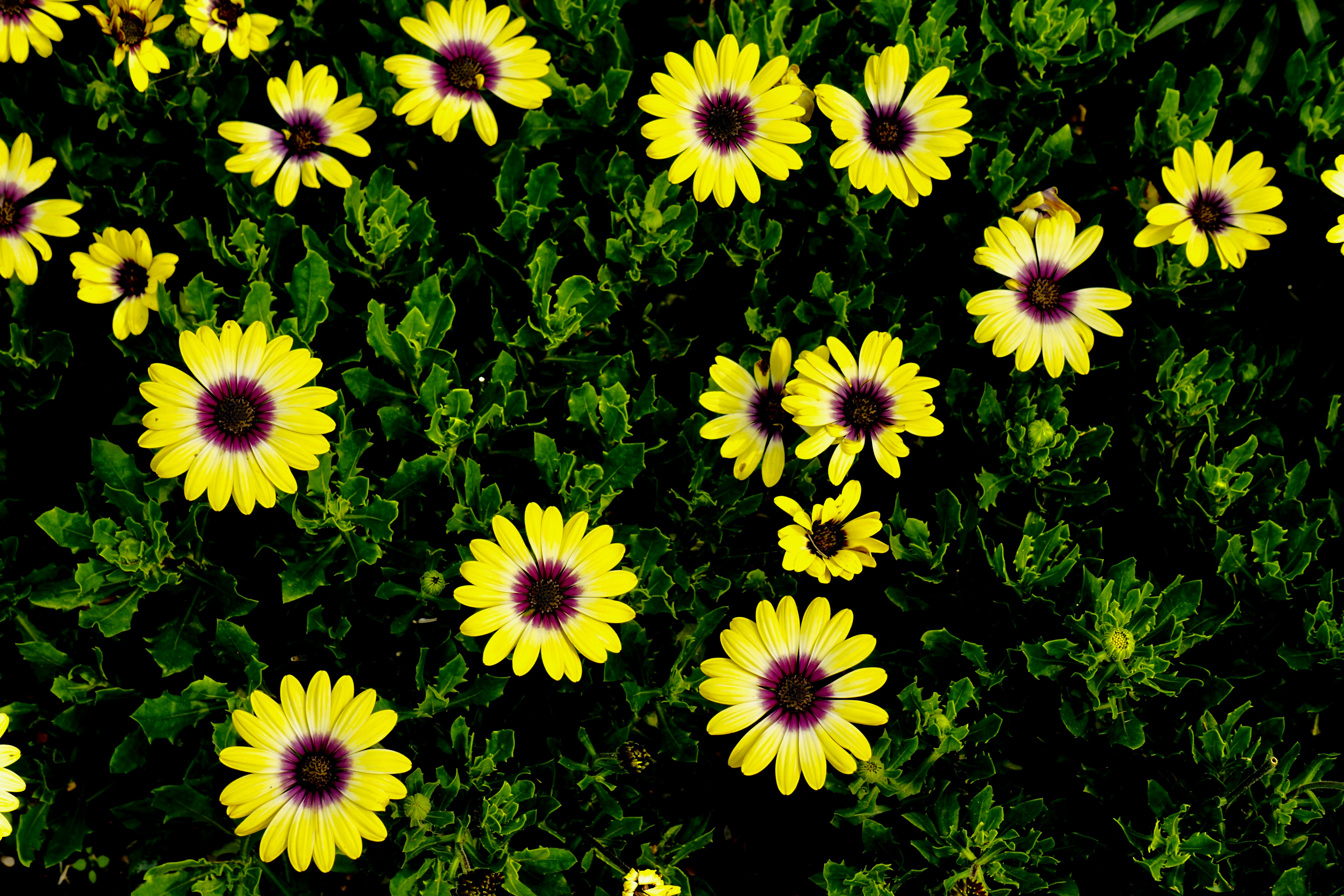 Yellow daisies with dark purple centers on green foliage