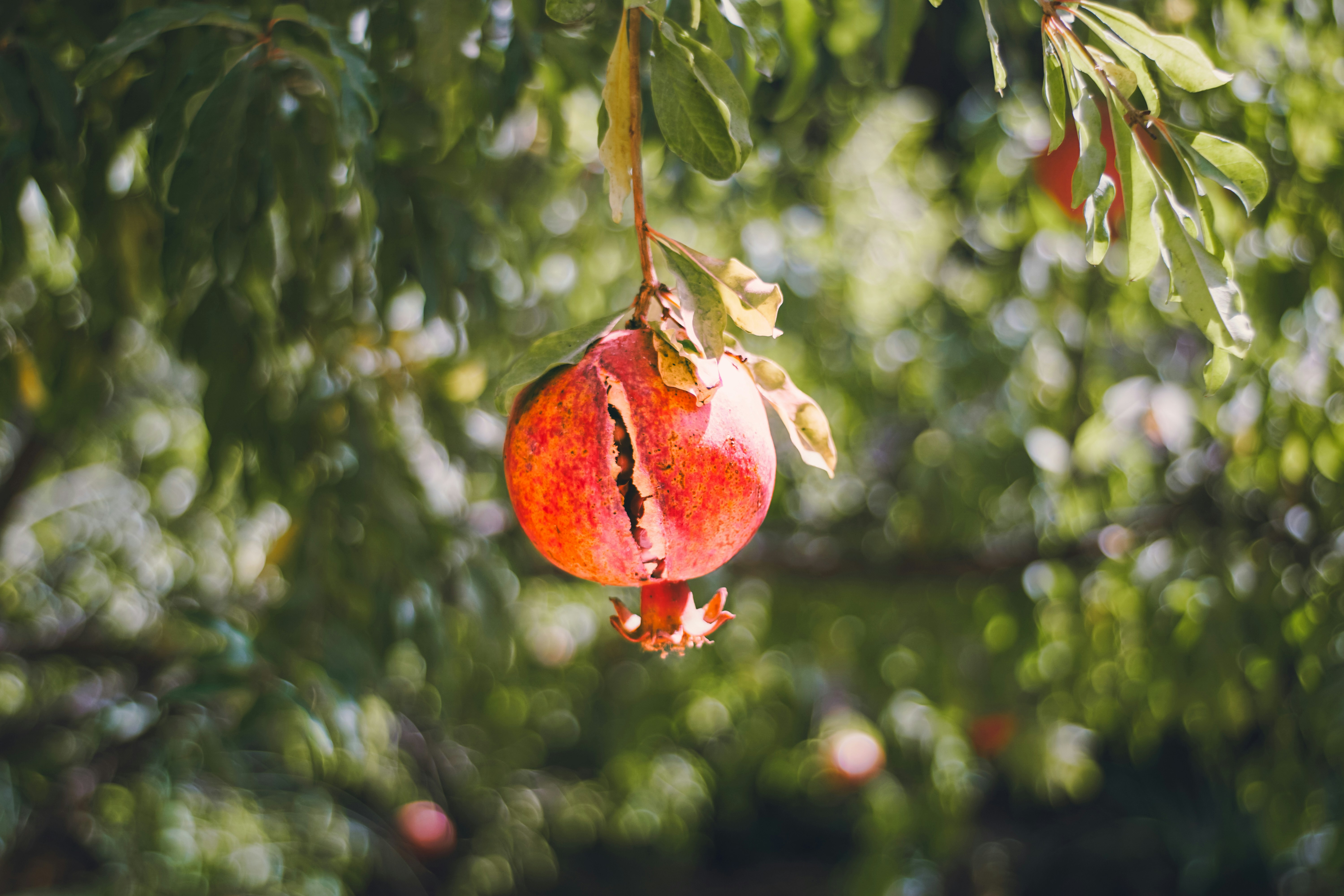 Photo by mdrezajalali