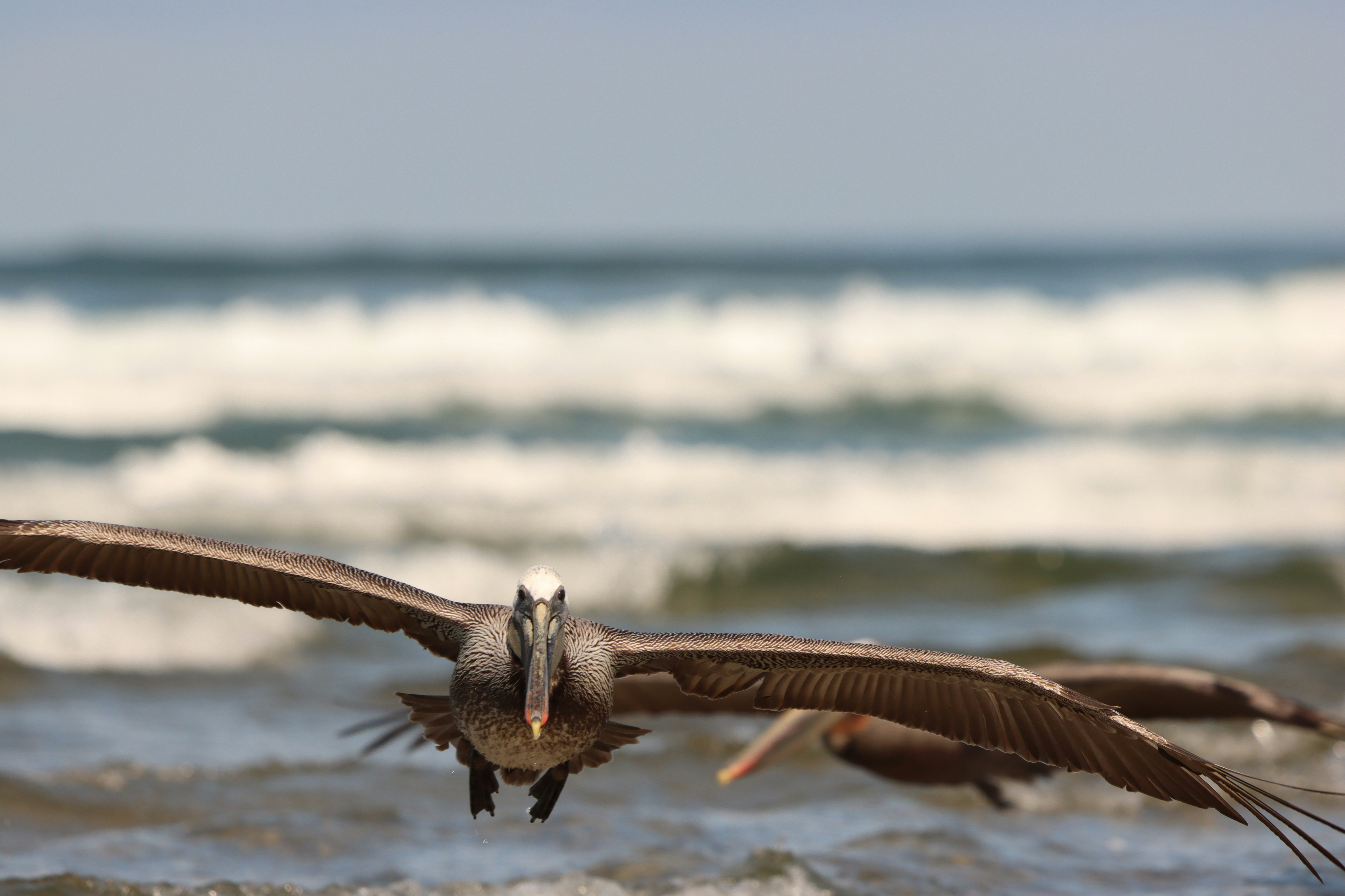 Two pelicans fly over the ocean waves.