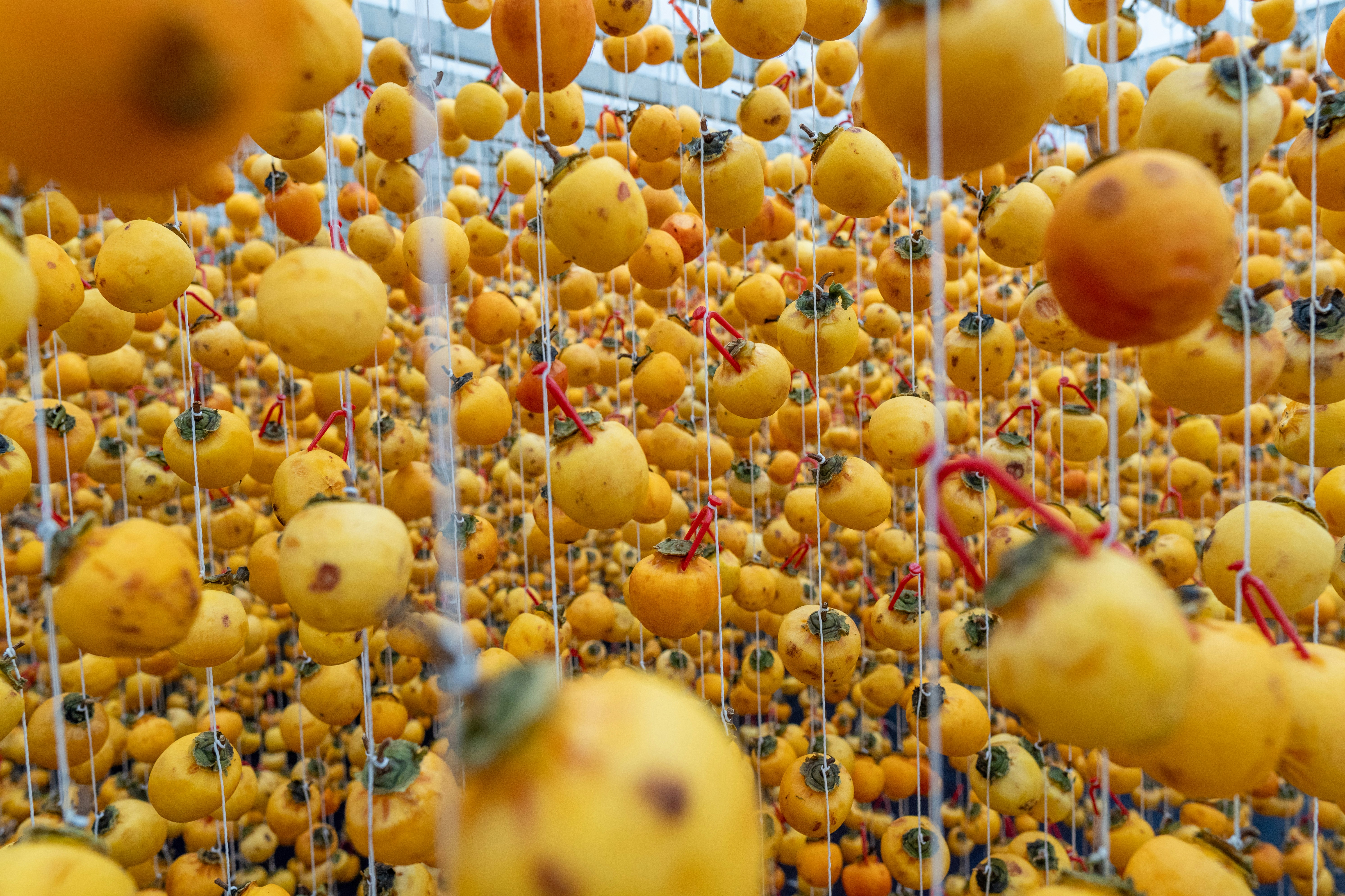 Many yellow fruits hanging on strings indoors.