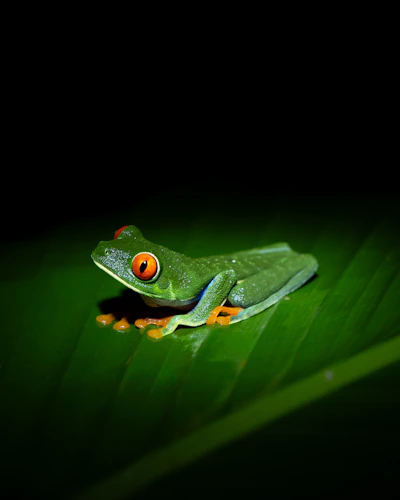 Night jungle: red-eyed tree frog glowing on a leaf