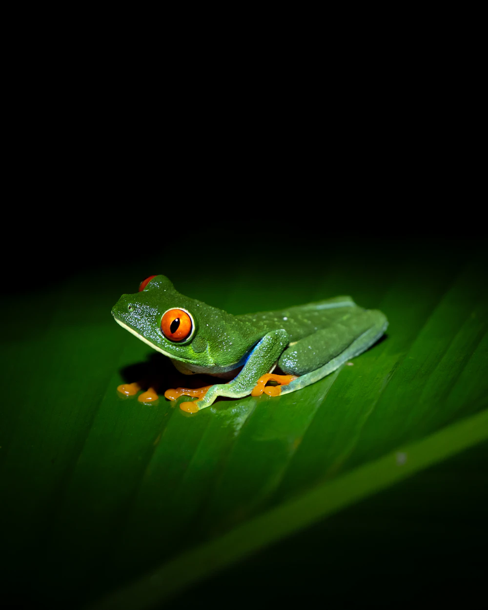 Caminata nocturna de naturaleza