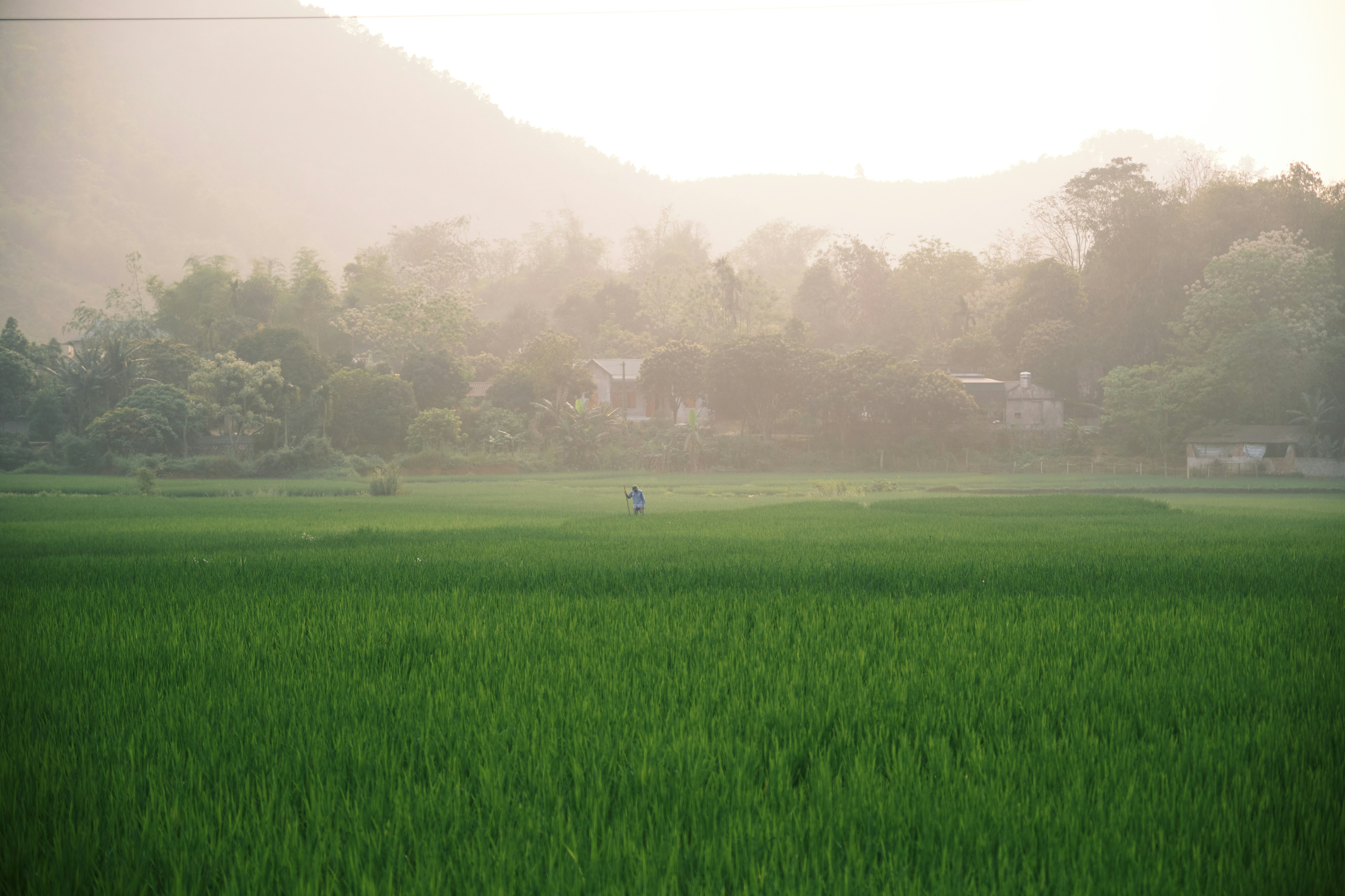Green rice field with misty mountains in background