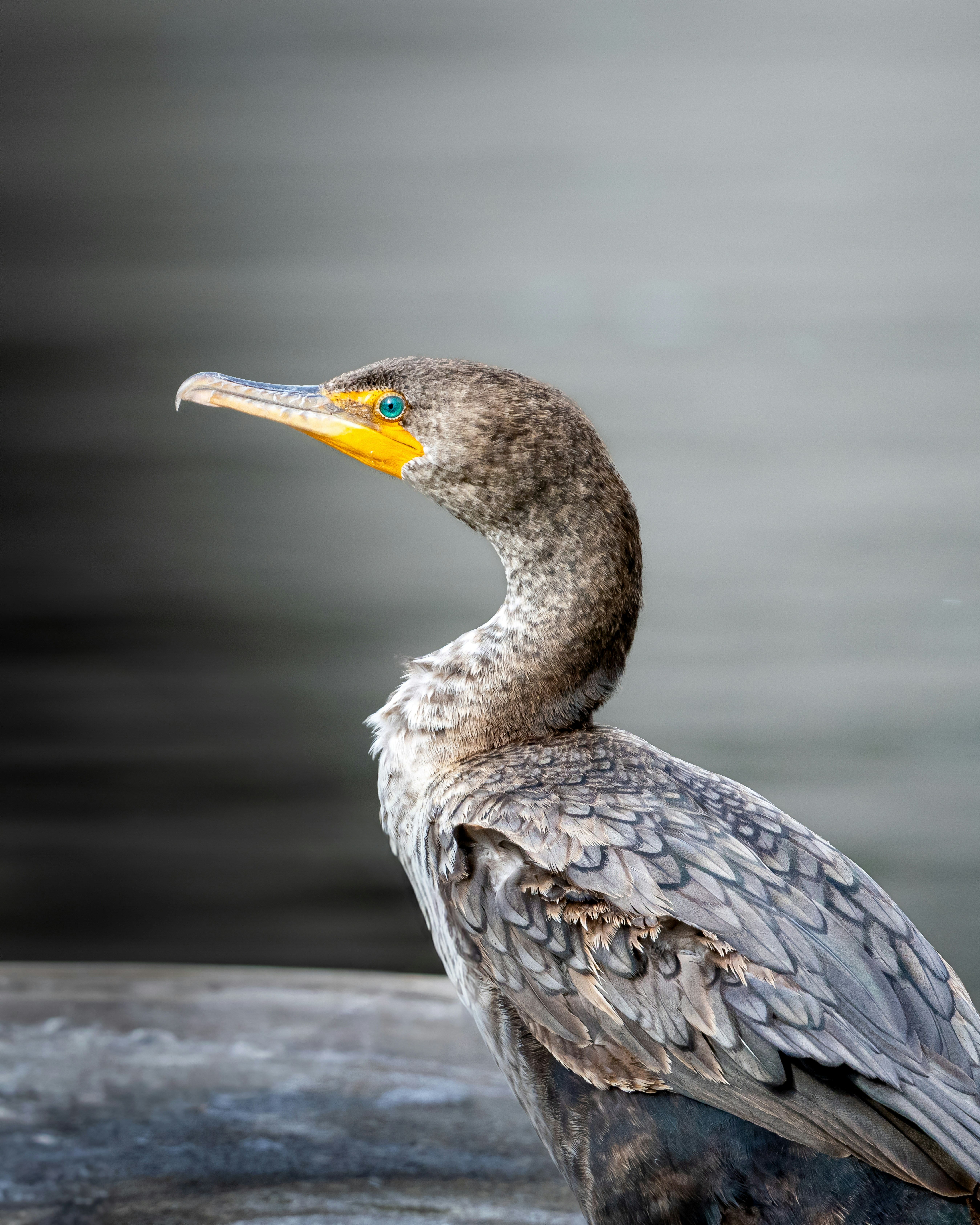 Photo by andrewlaulman