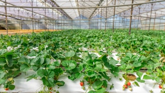 Rows of strawberry plants growing in a greenhouse