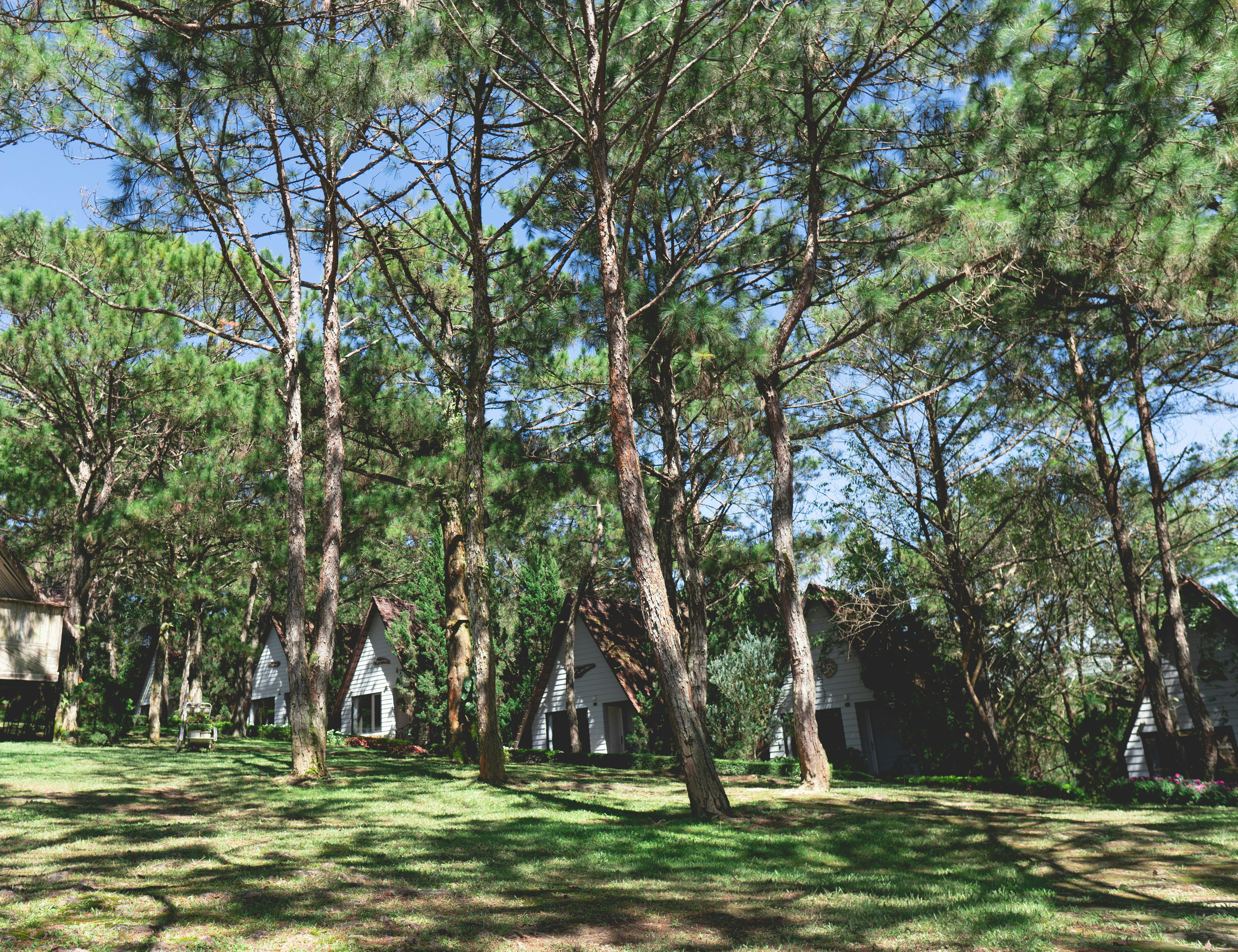 Campamento Entre Pinos