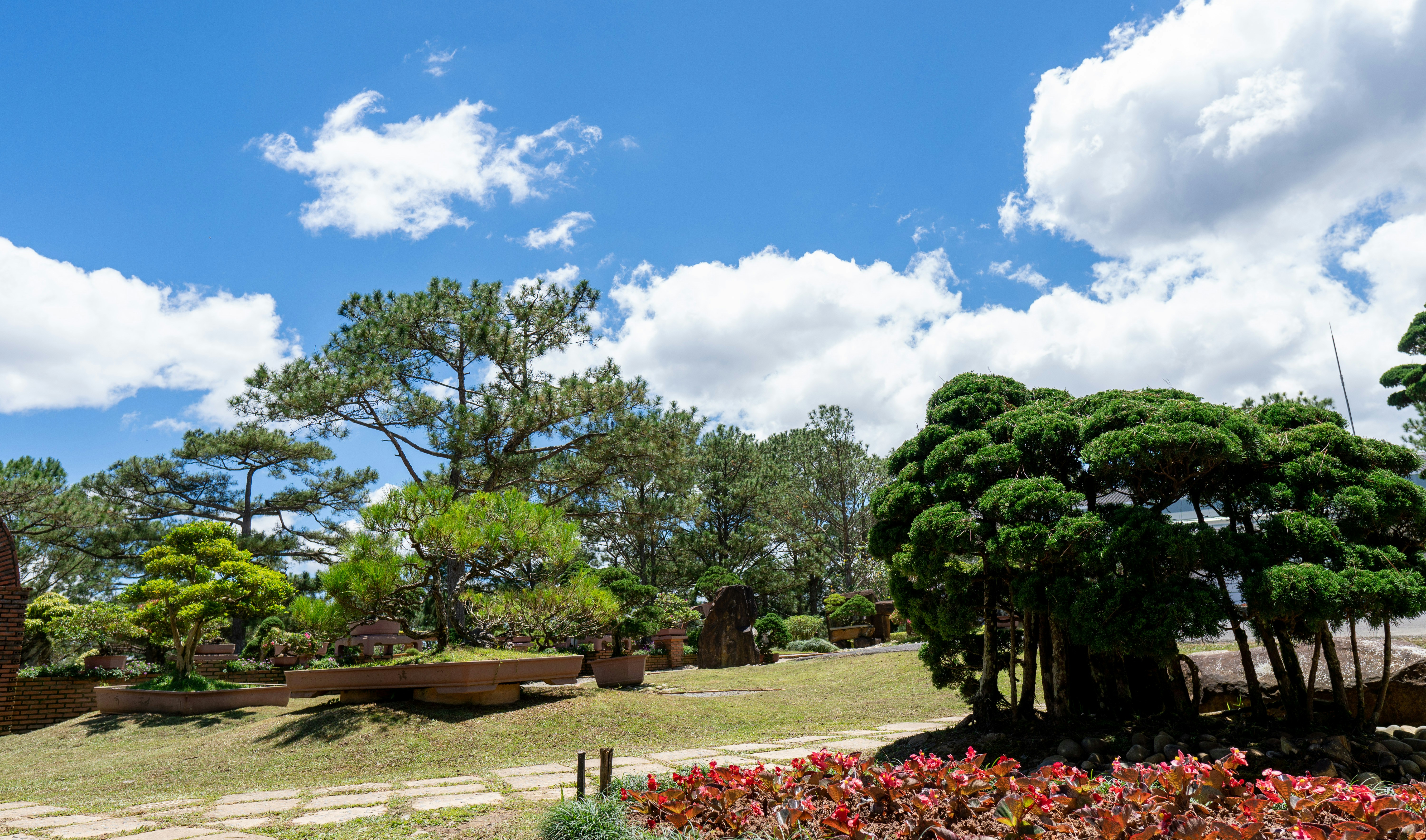 Lush green trees in a sunny park with blue sky.