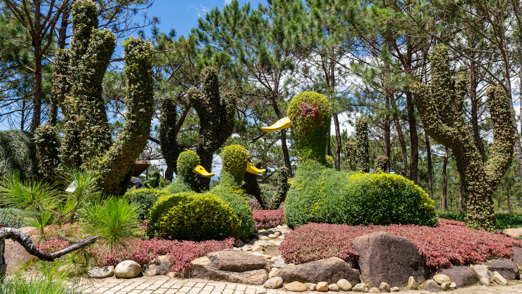 Shrubs shaped into ducks with yellow bills in a garden under pine trees