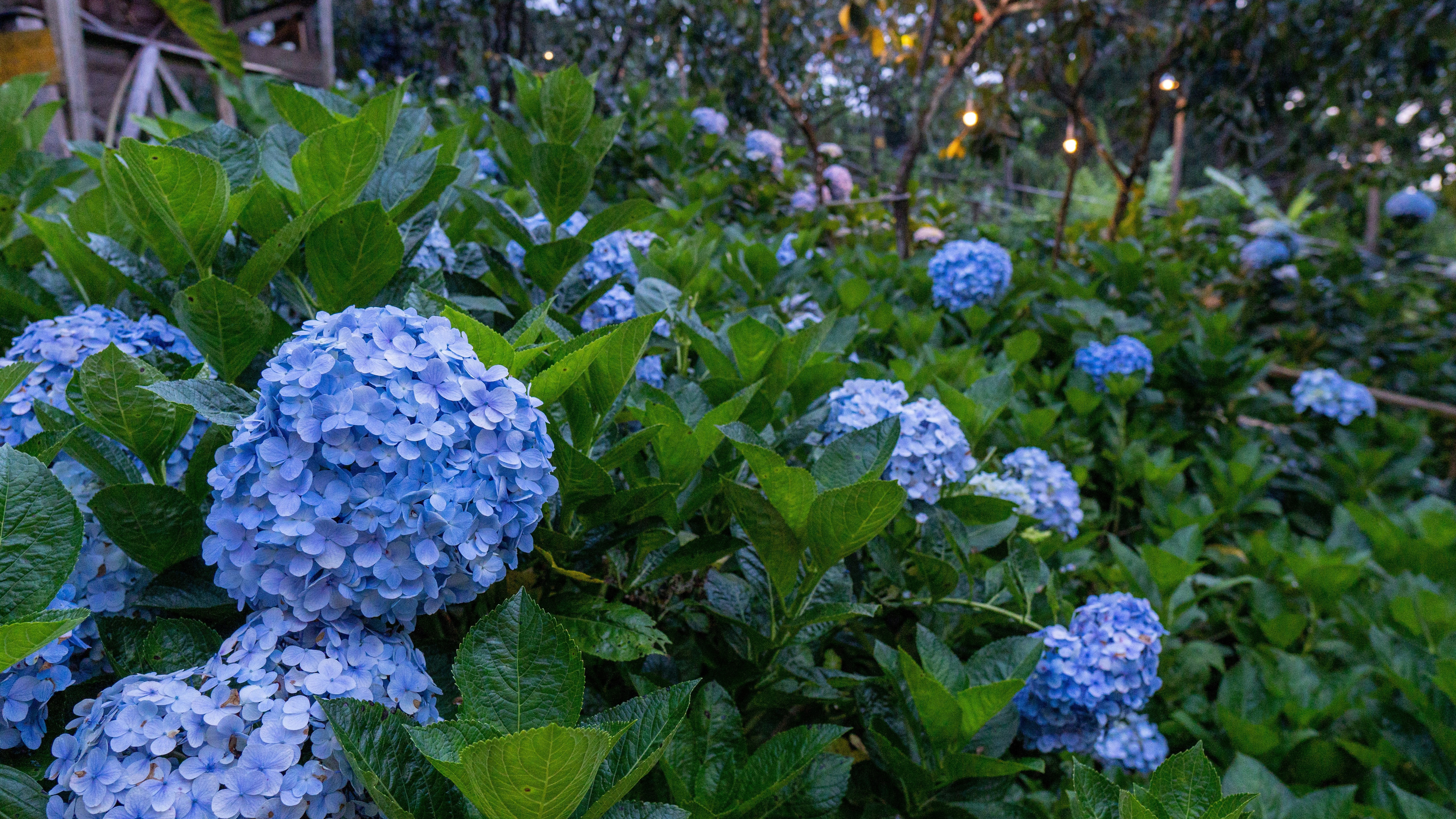 Lush green bushes with clusters of blue hydrangeas