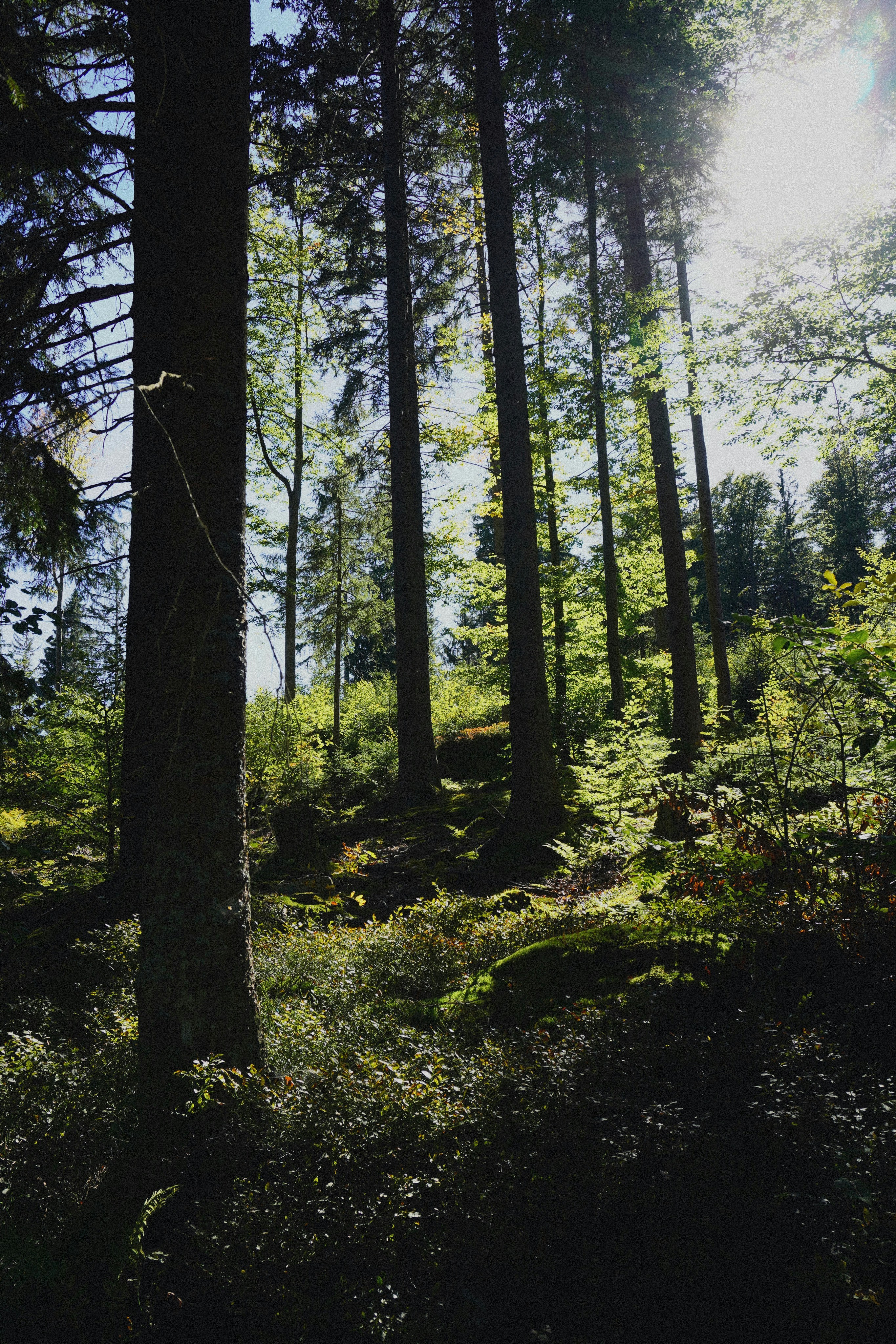 Photo by franziskawe01