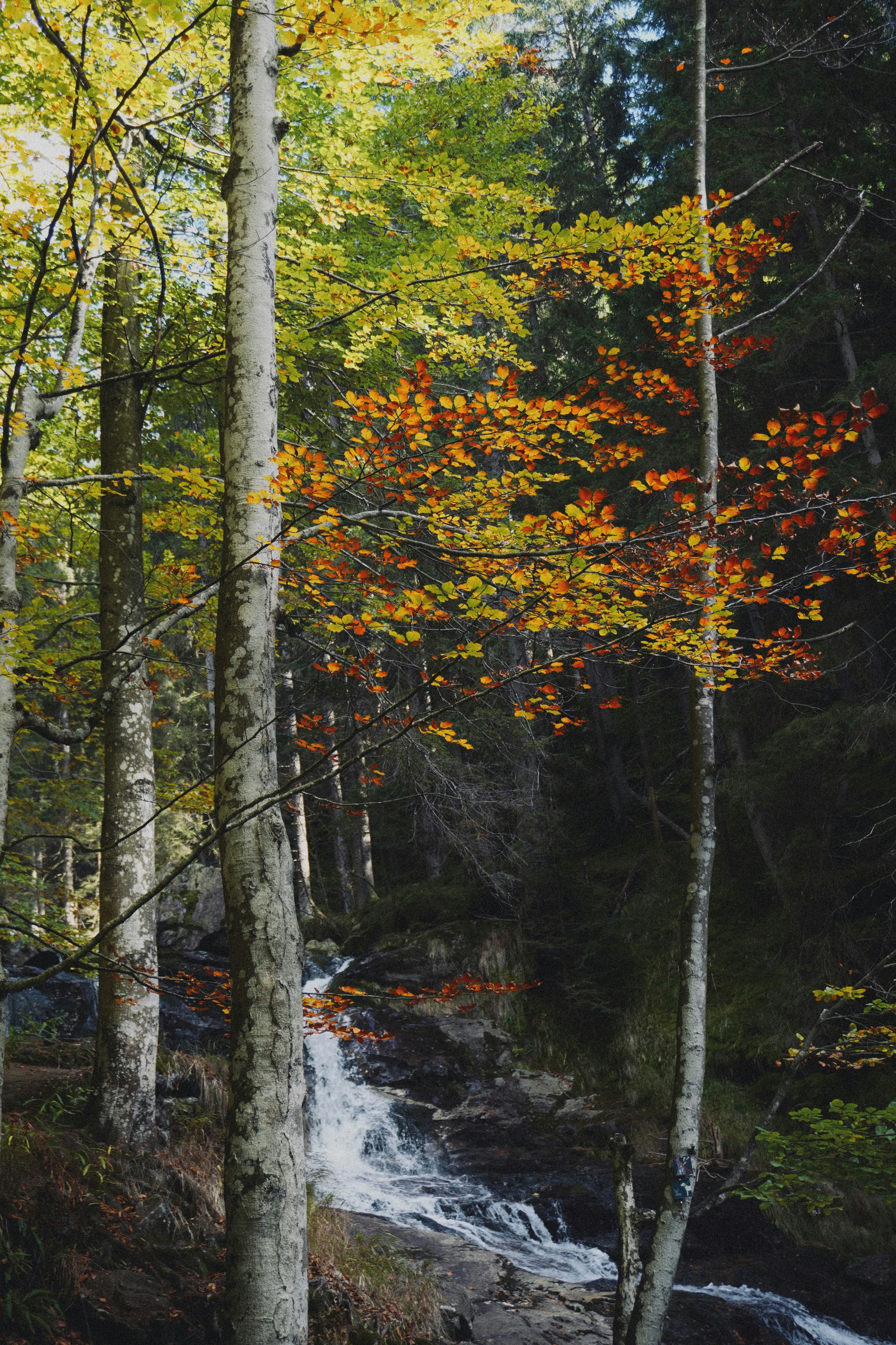 Photo by franziskawe01