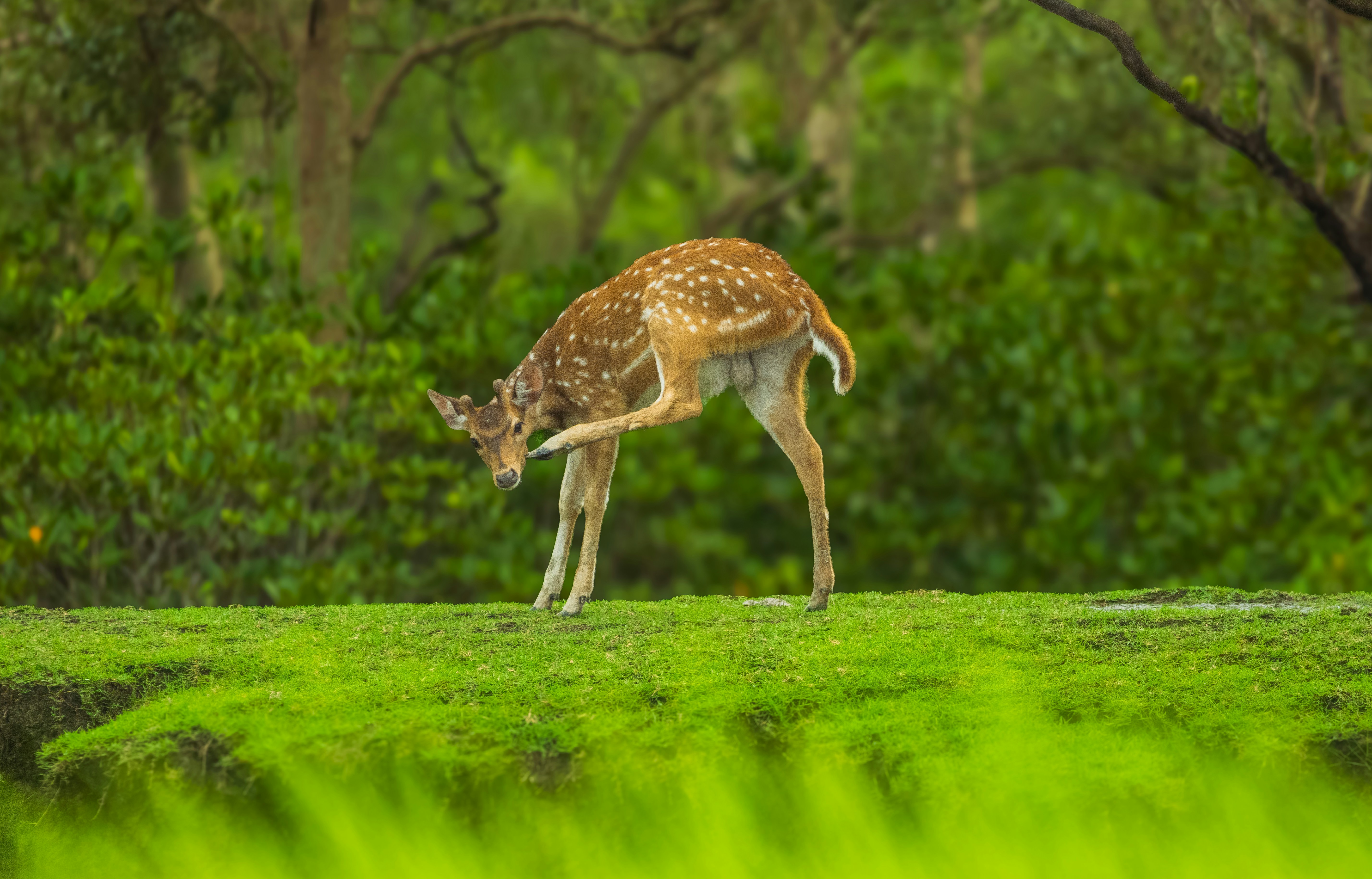 Photo by shilabhijit