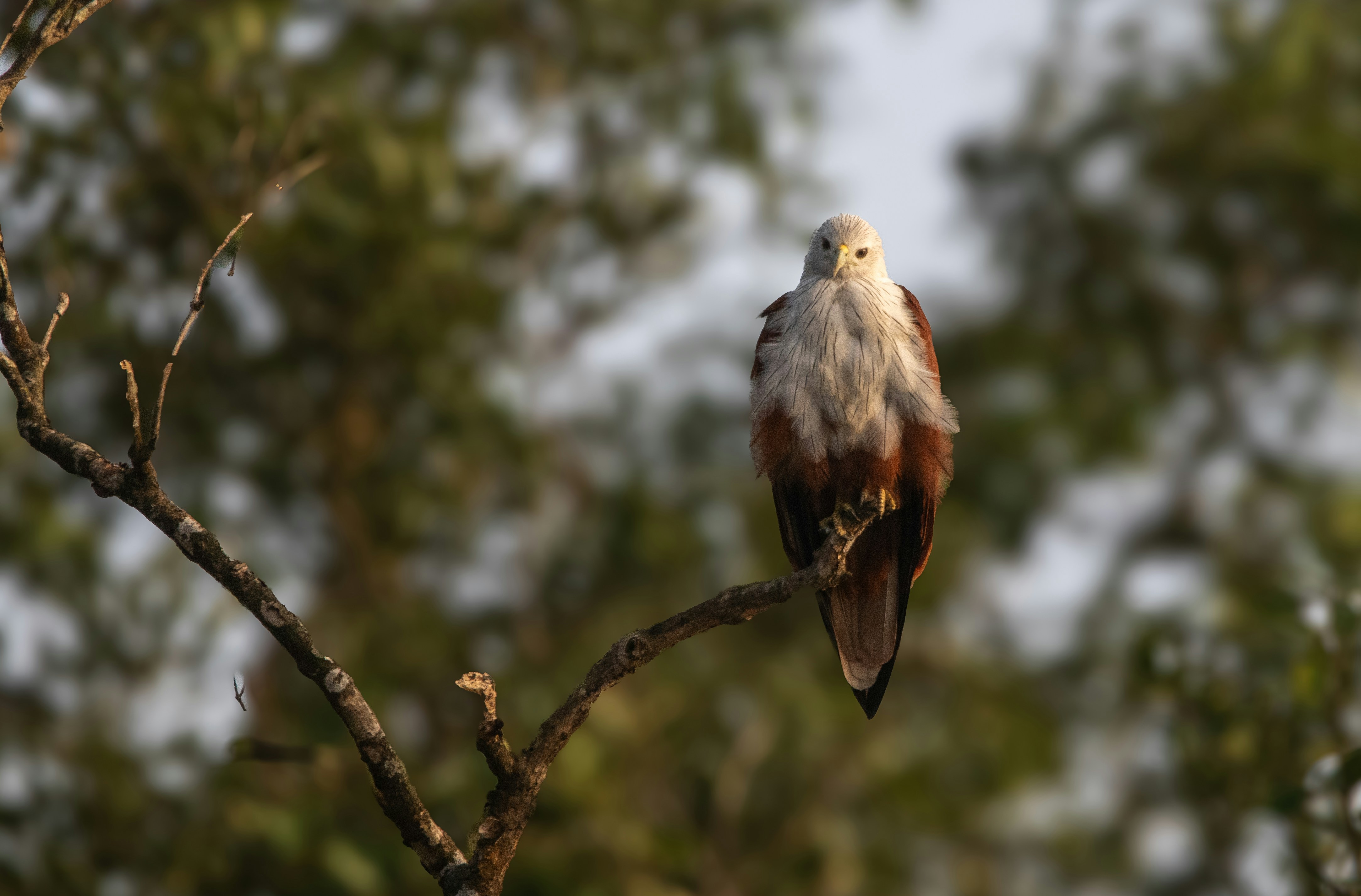 Photo by shilabhijit