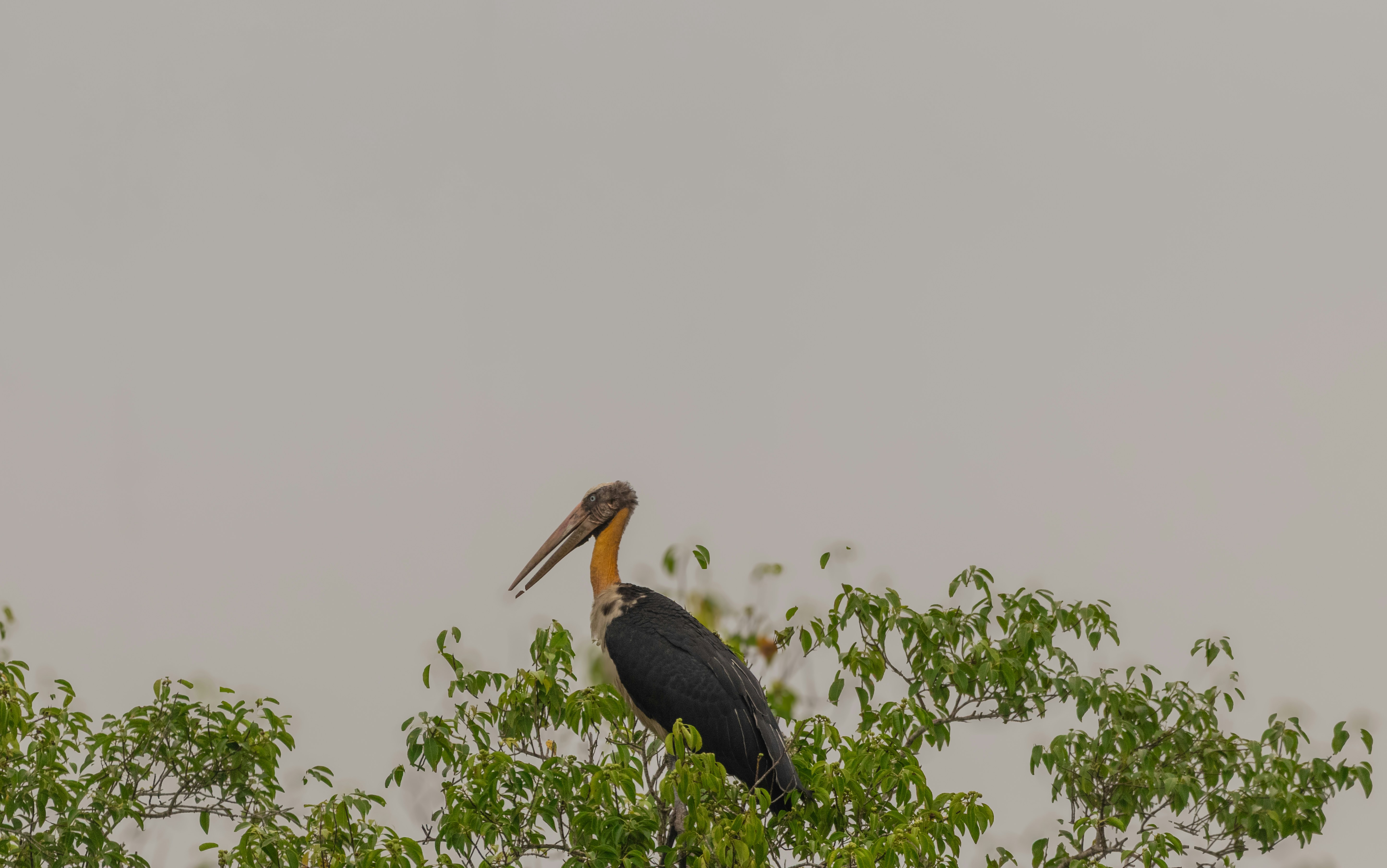 Photo by shilabhijit