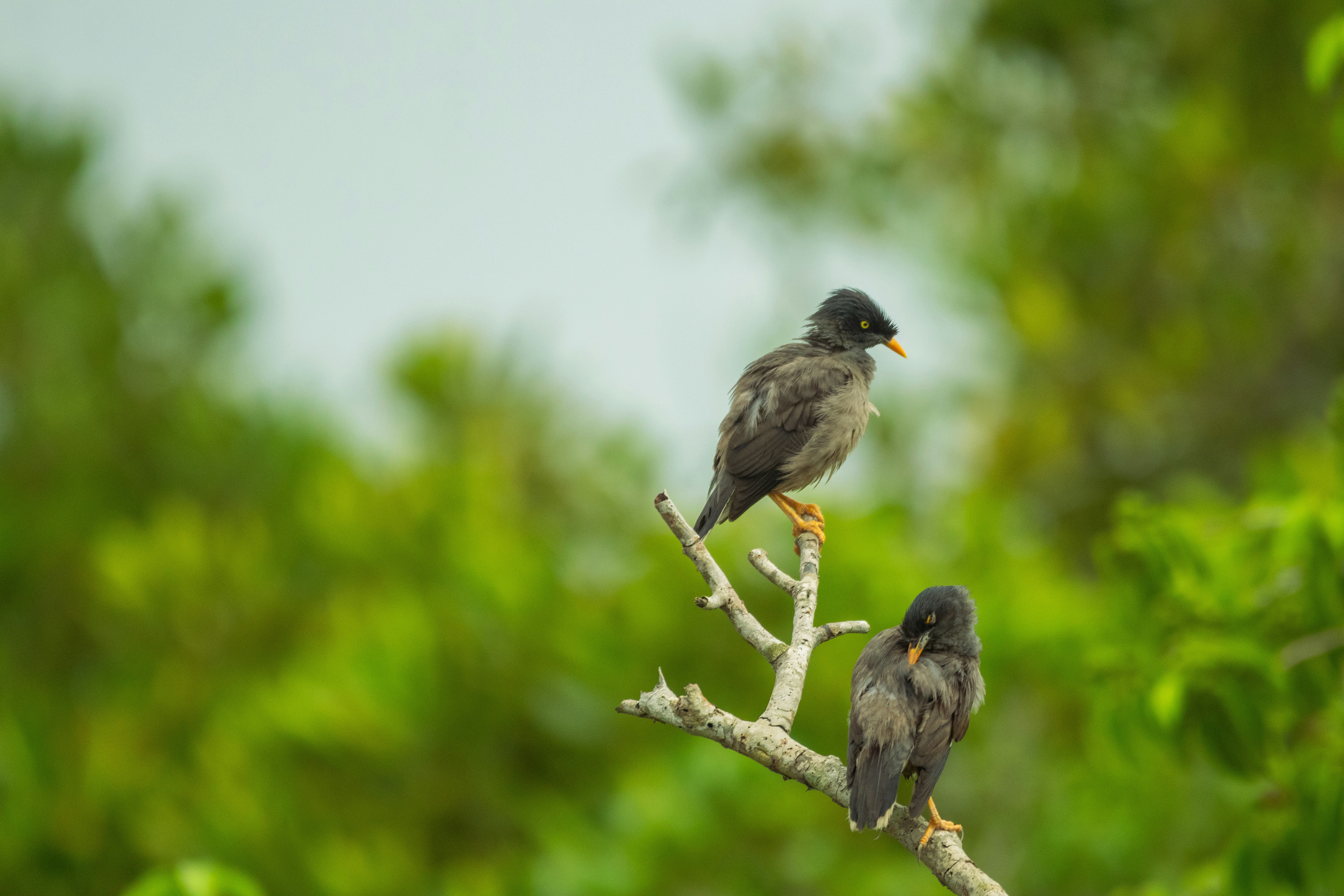 Photo by shilabhijit